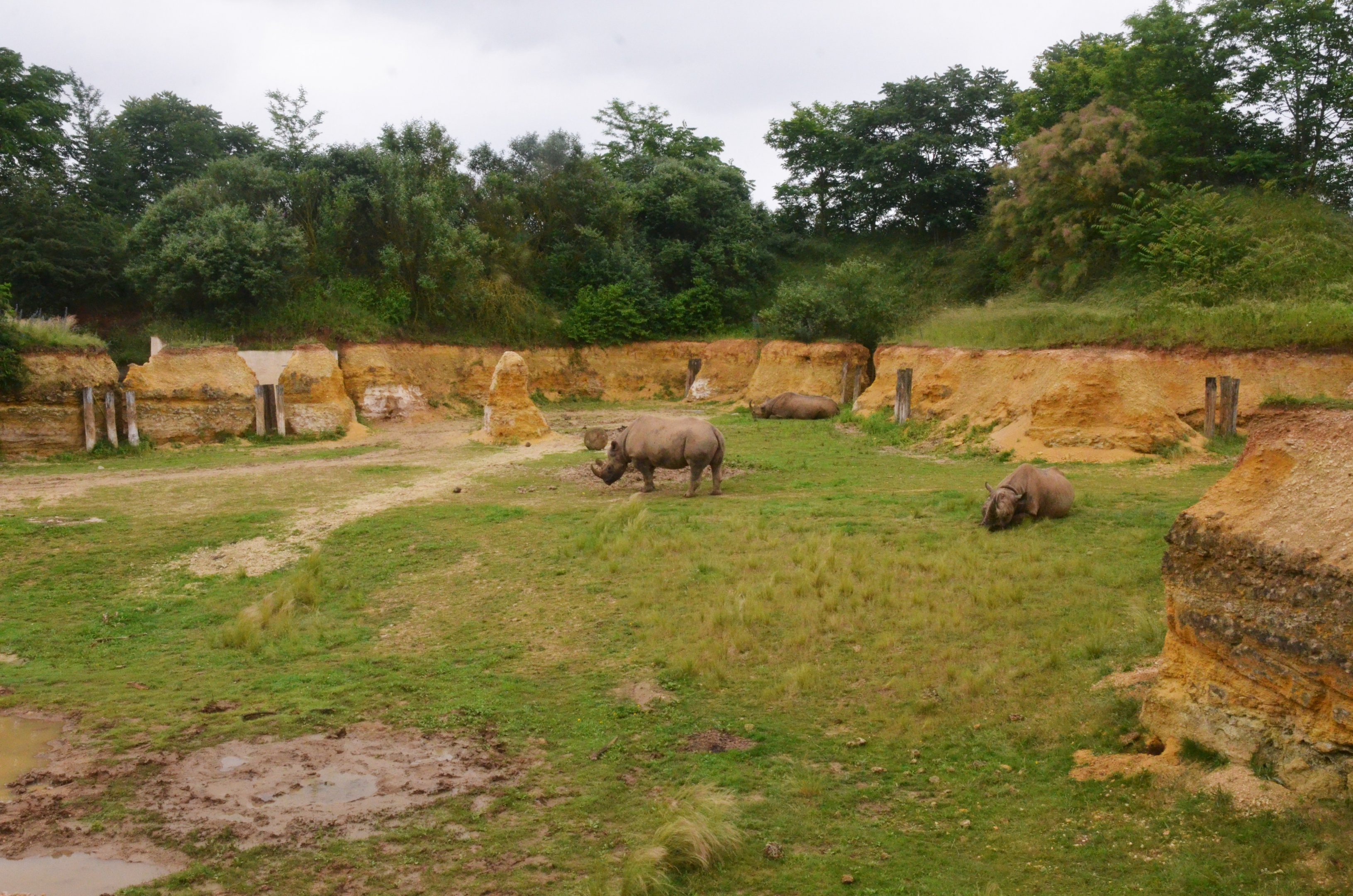 Eastern Black Rhino Enclosure at Doué-la-Fontaine, 15/06/18