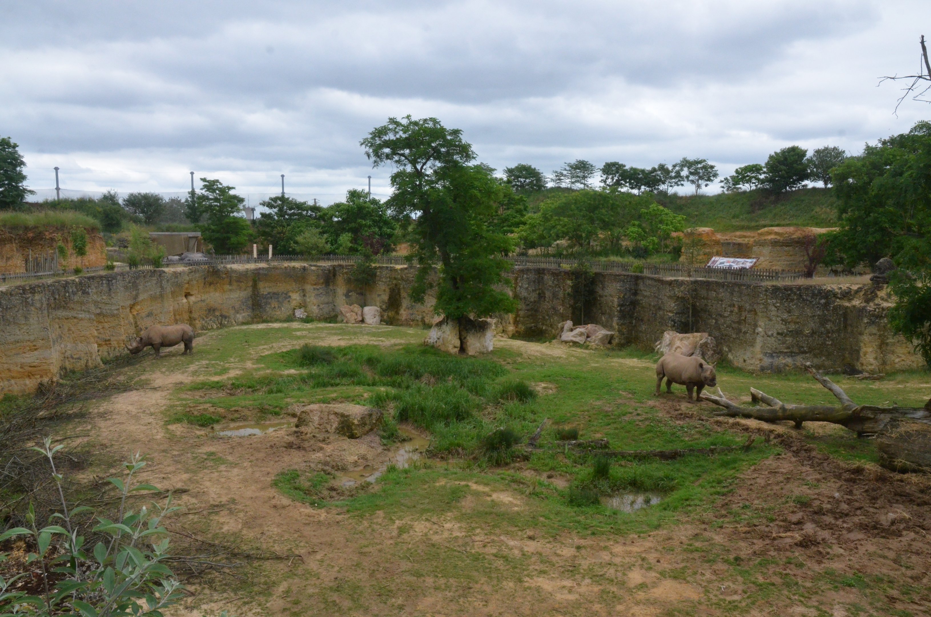 Eastern Black Rhino Enclosure at Doué-la-Fontaine, 15/06/18