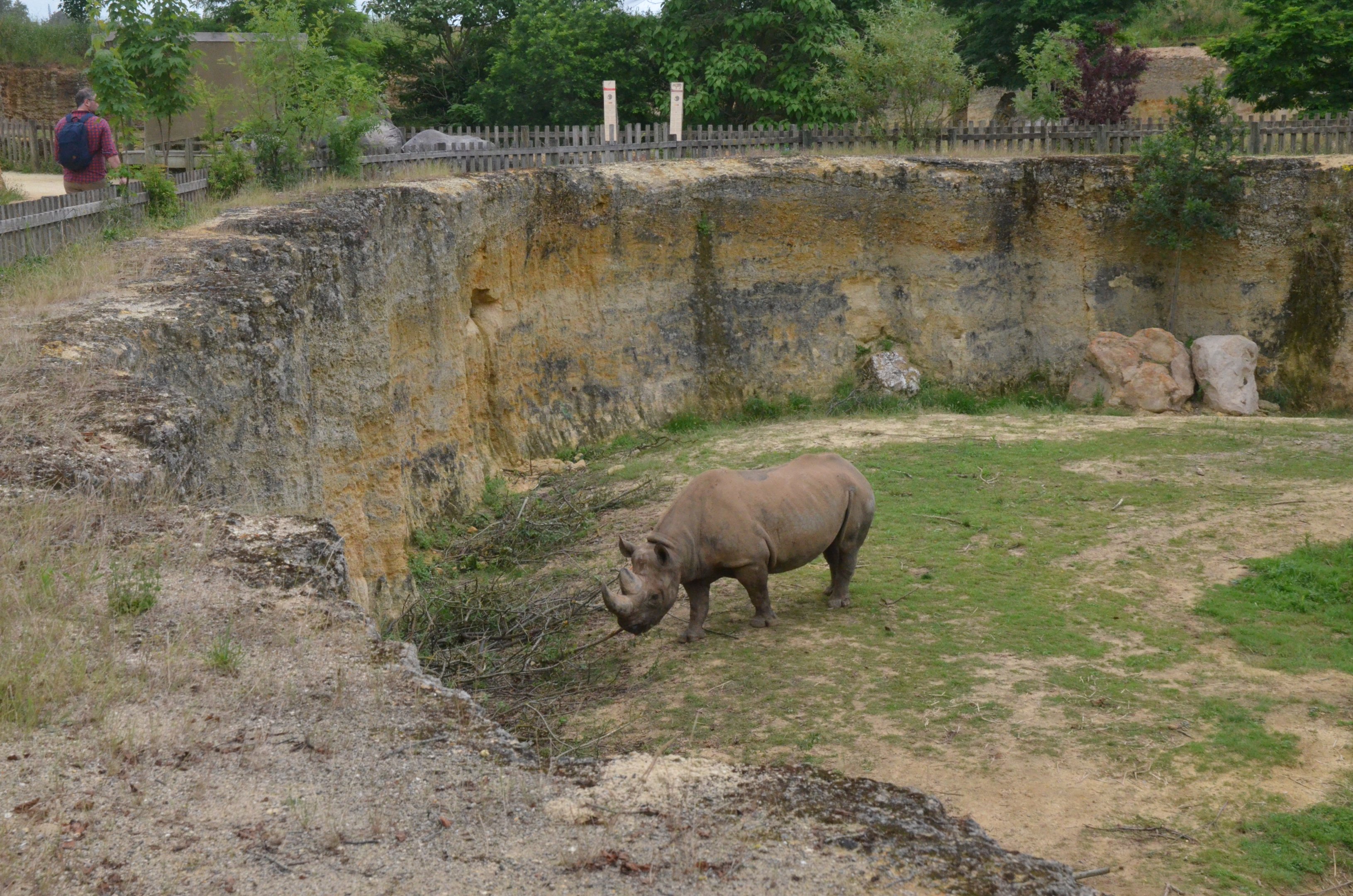Eastern Black Rhino Enclosure at Doué-la-Fontaine, 15/06/18