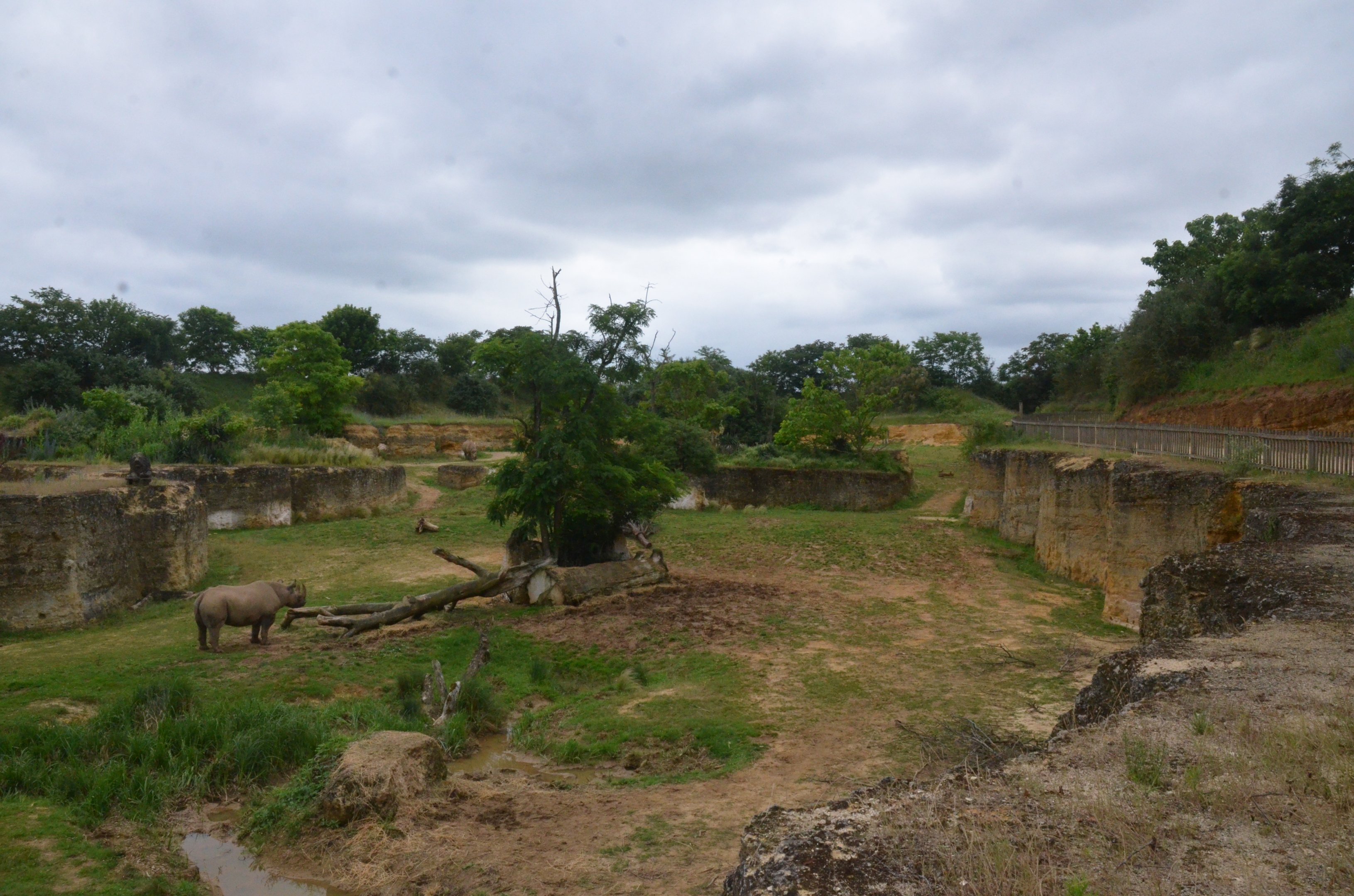 Eastern Black Rhino Enclosure at Doué-la-Fontaine, 15/06/18