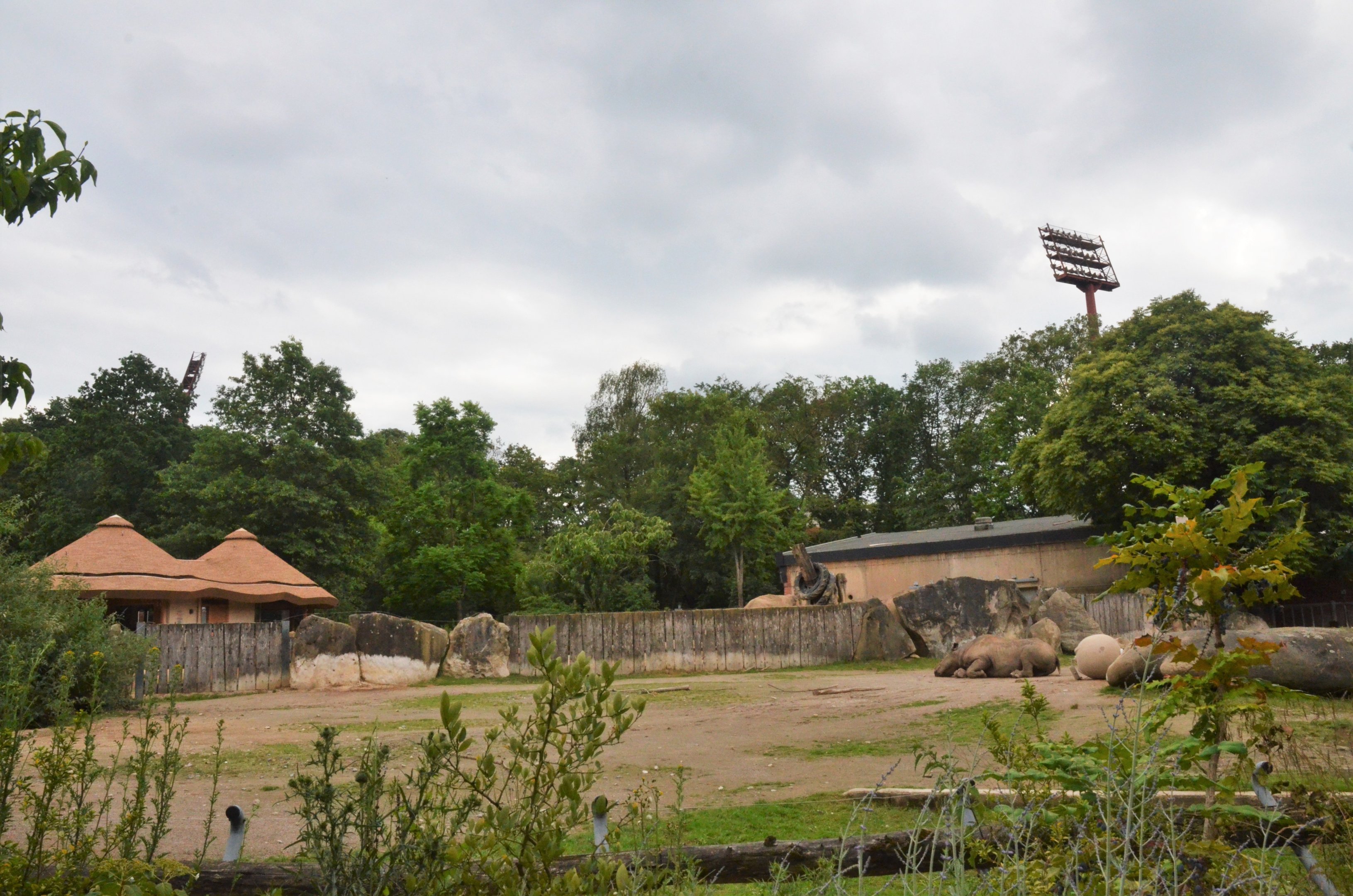 Eastern Black Rhino Enclosure at Krefeld, 15/06/19