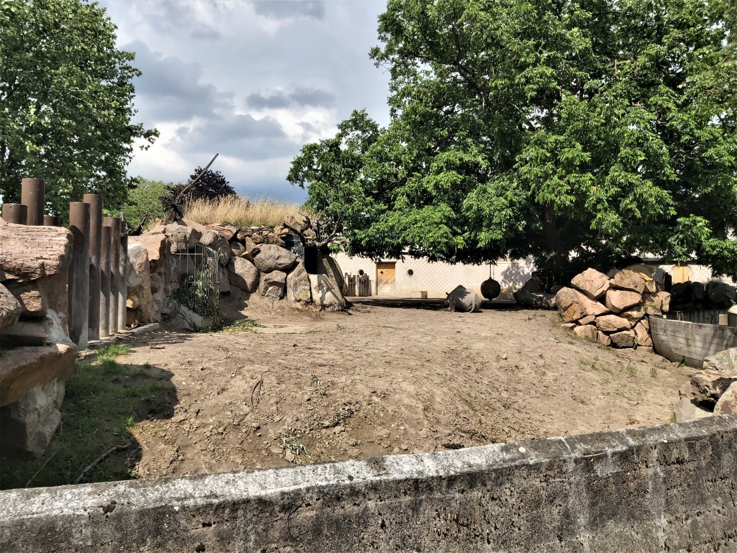 Eastern black rhino enclosure