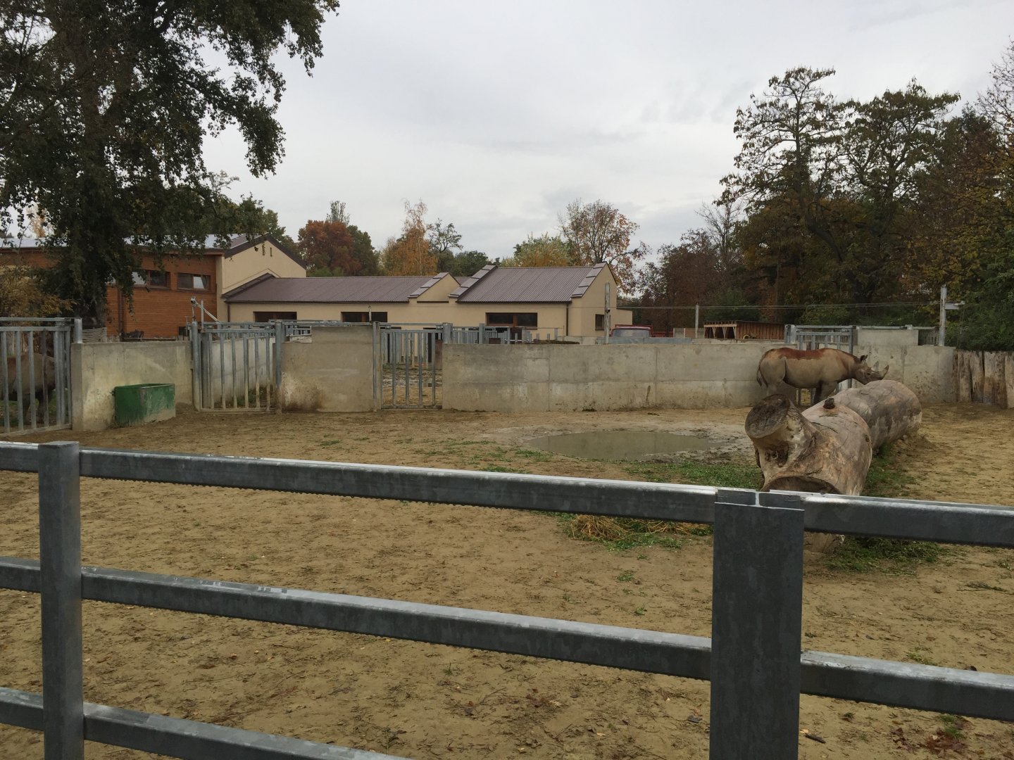 Eastern black rhino exhibit 10.2020.