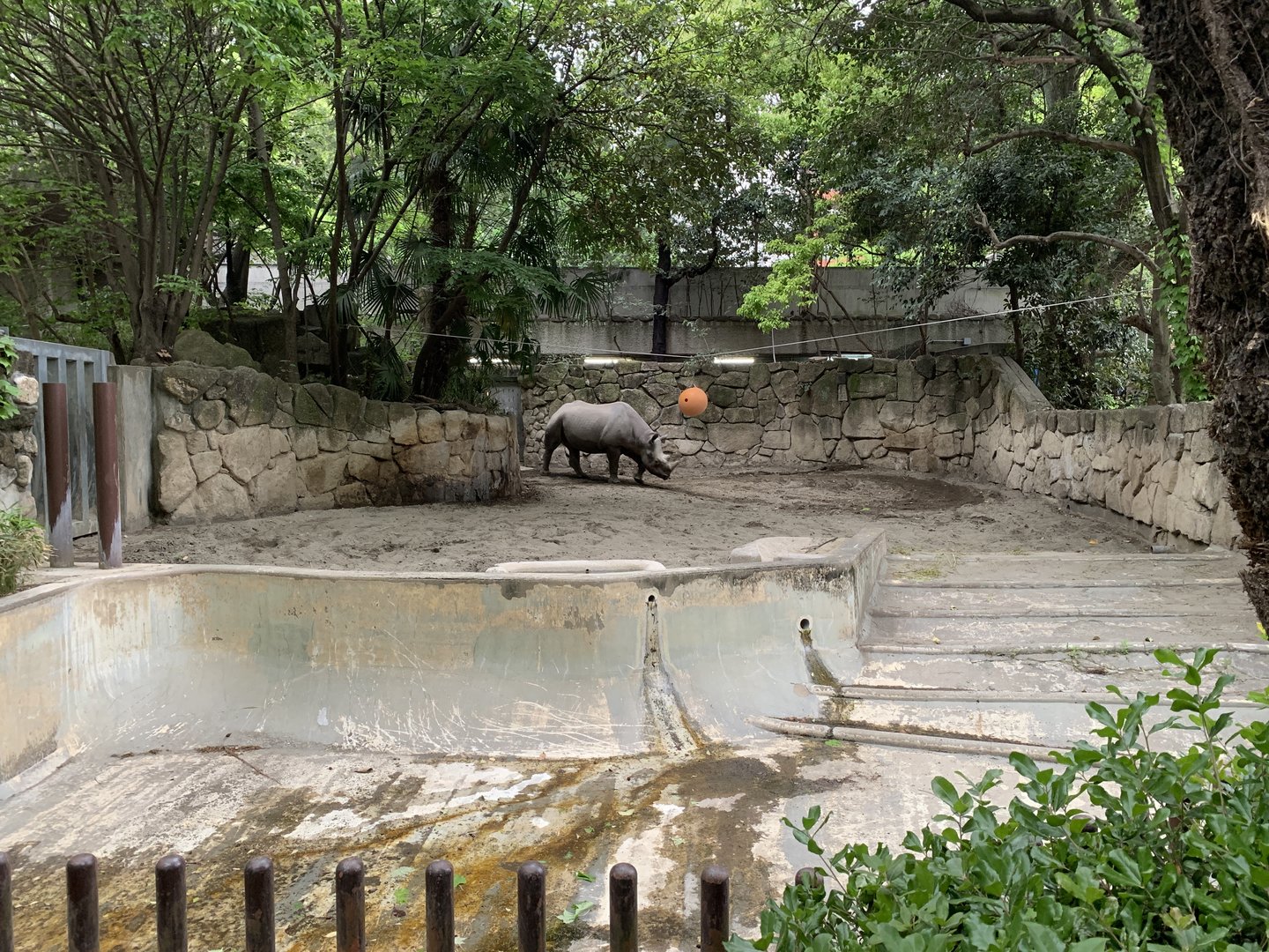 Eastern Black Rhino Exhibit