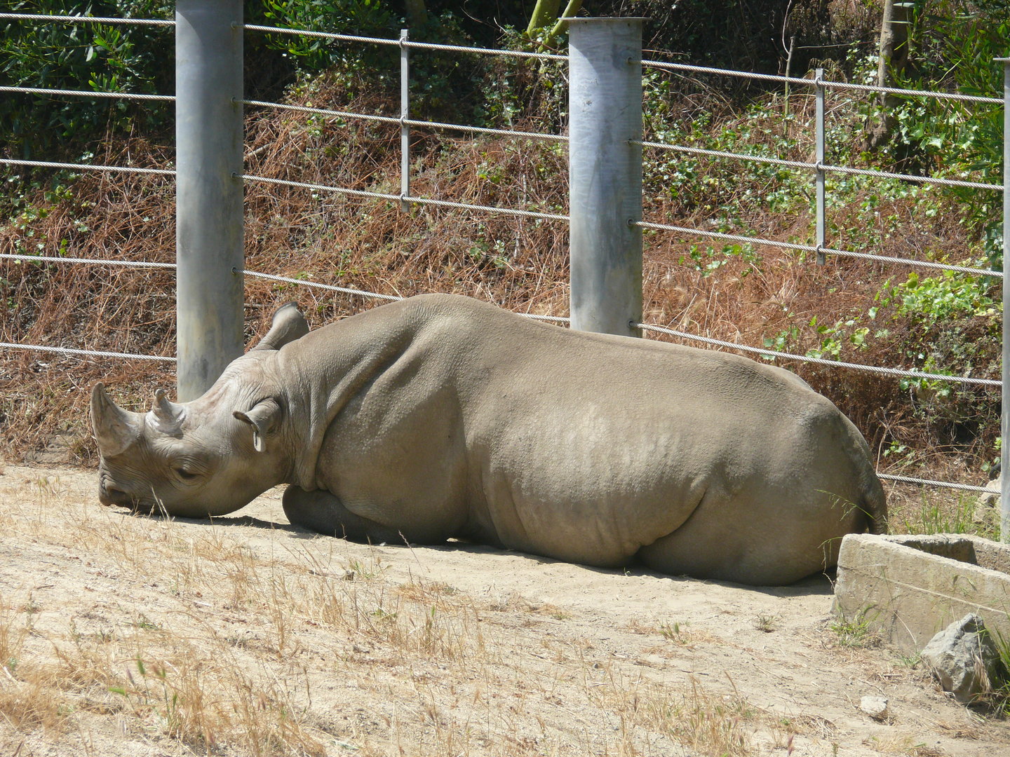 Eastern Black Rhino - July 8th 2023