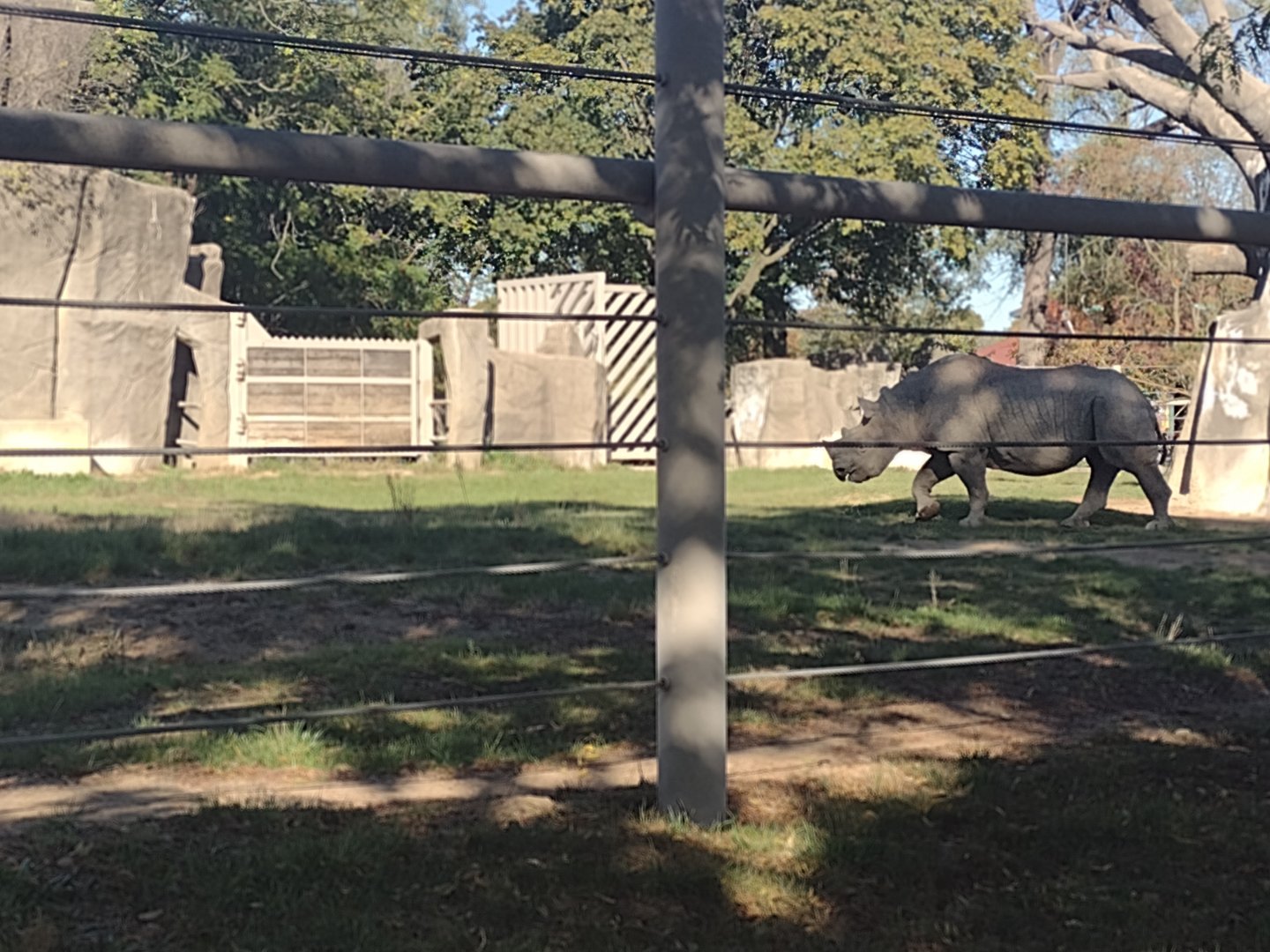Eastern Black Rhino Layla