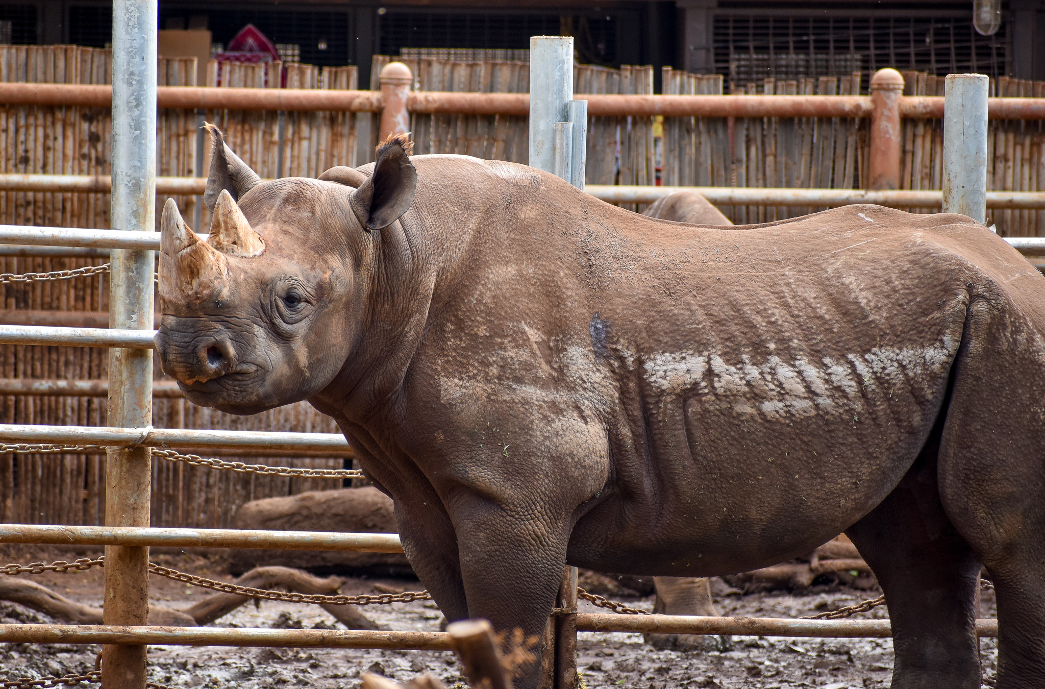 Eastern Black Rhino - male
