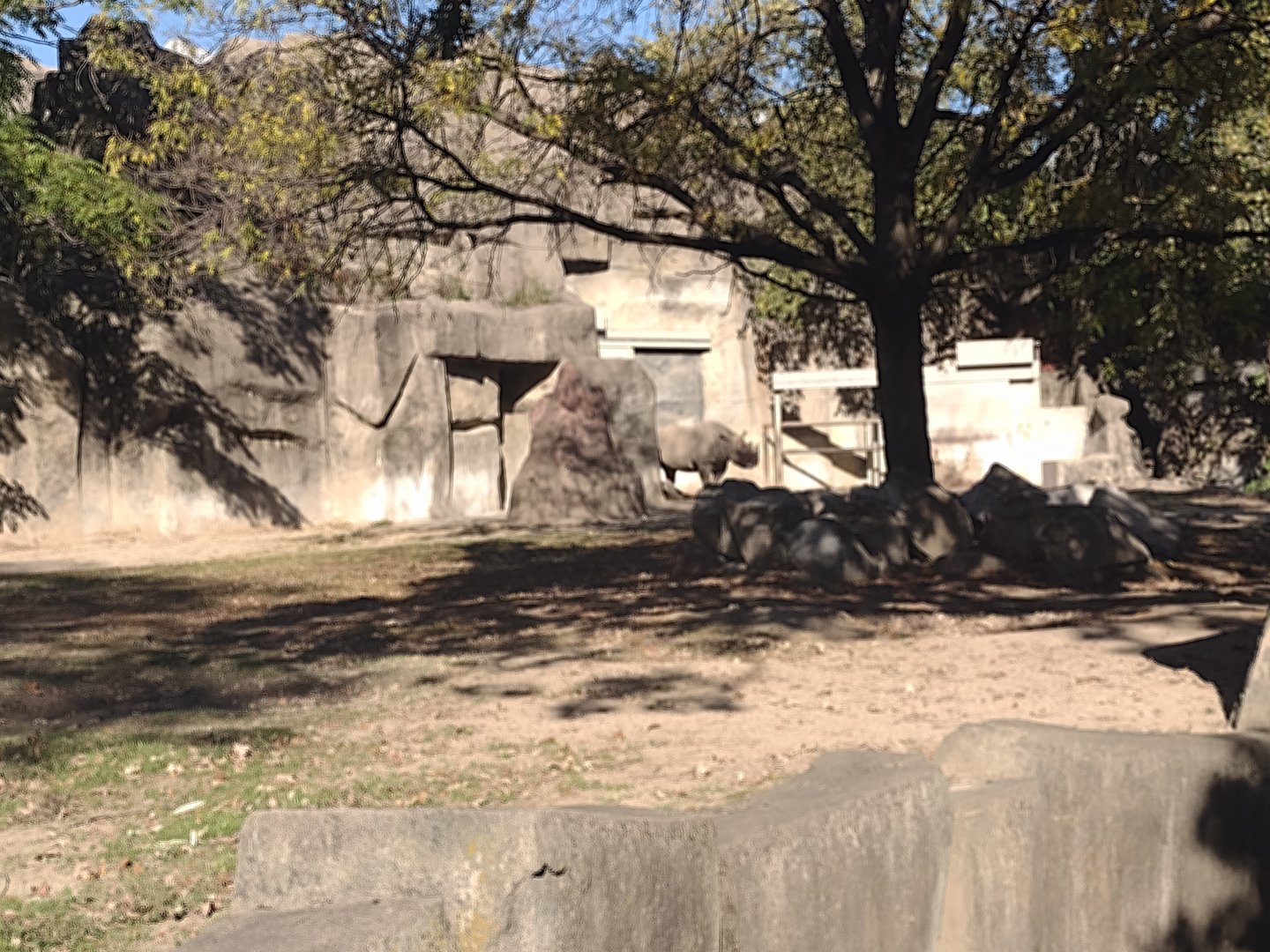 Eastern Black Rhino Nakili