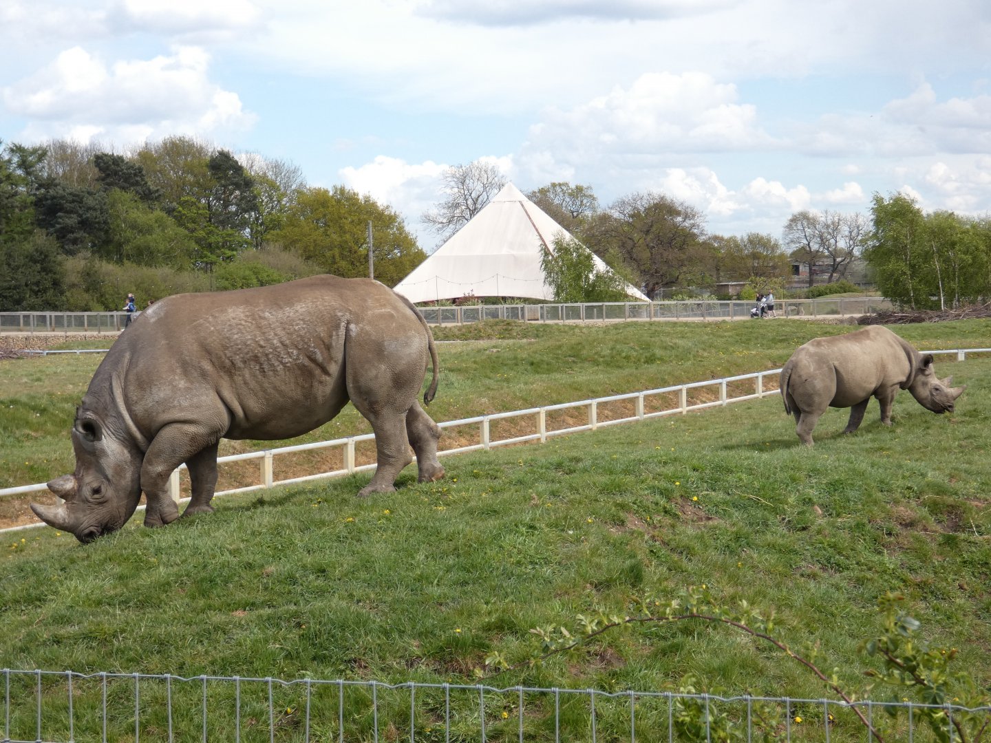 Eastern black rhino pair
