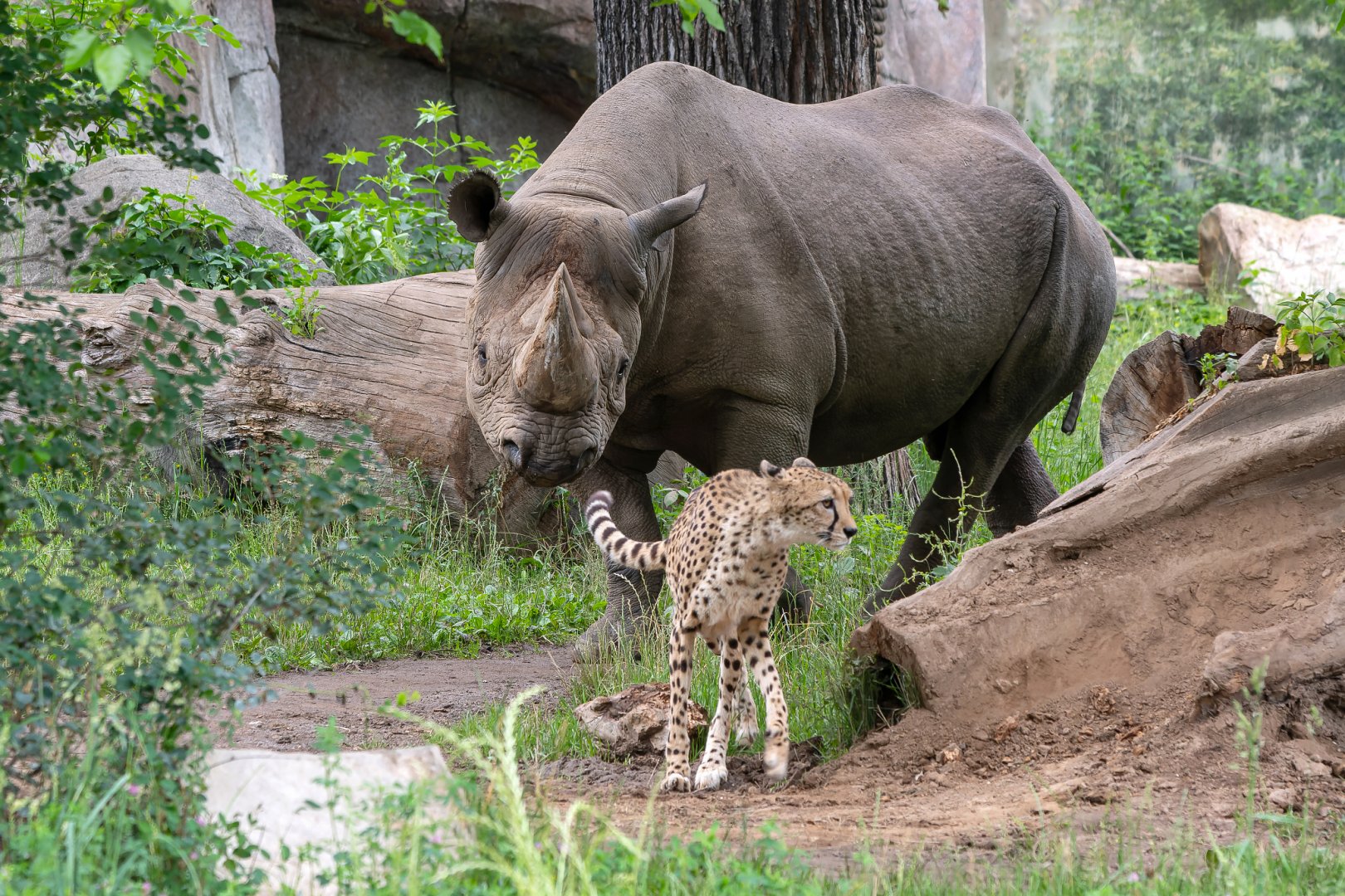 Eastern black rhino & South African cheetah