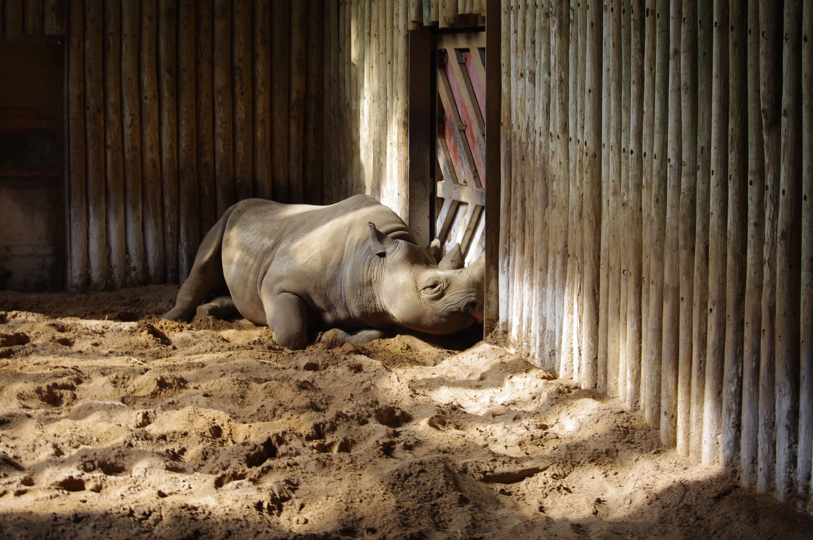 Eastern Black rhino- Tsavo Black Rhino house- 4/4/2023