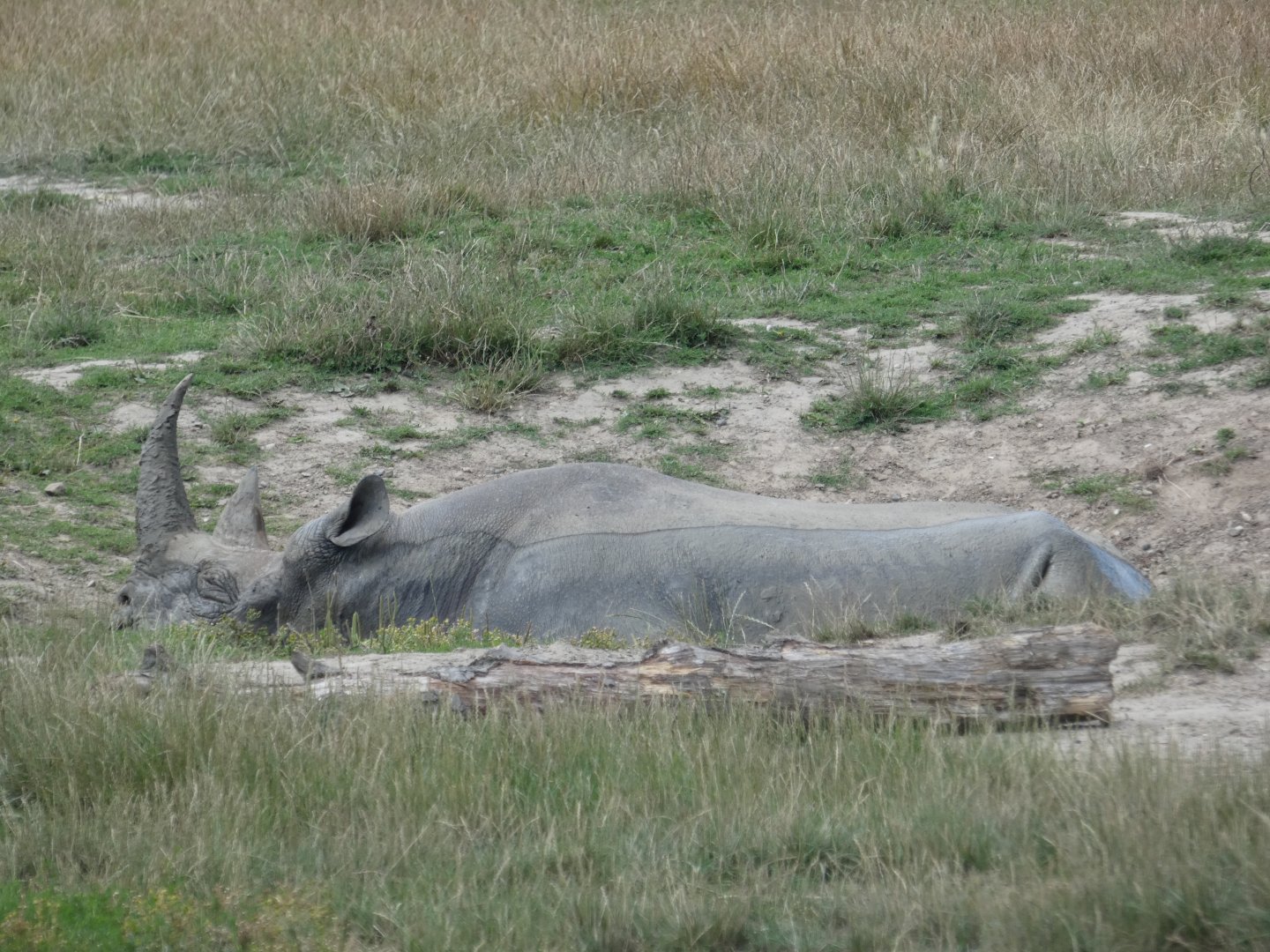 Eastern Black Rhino wallowing