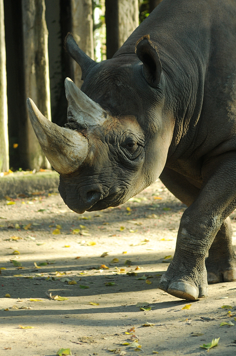 Eastern black rhino