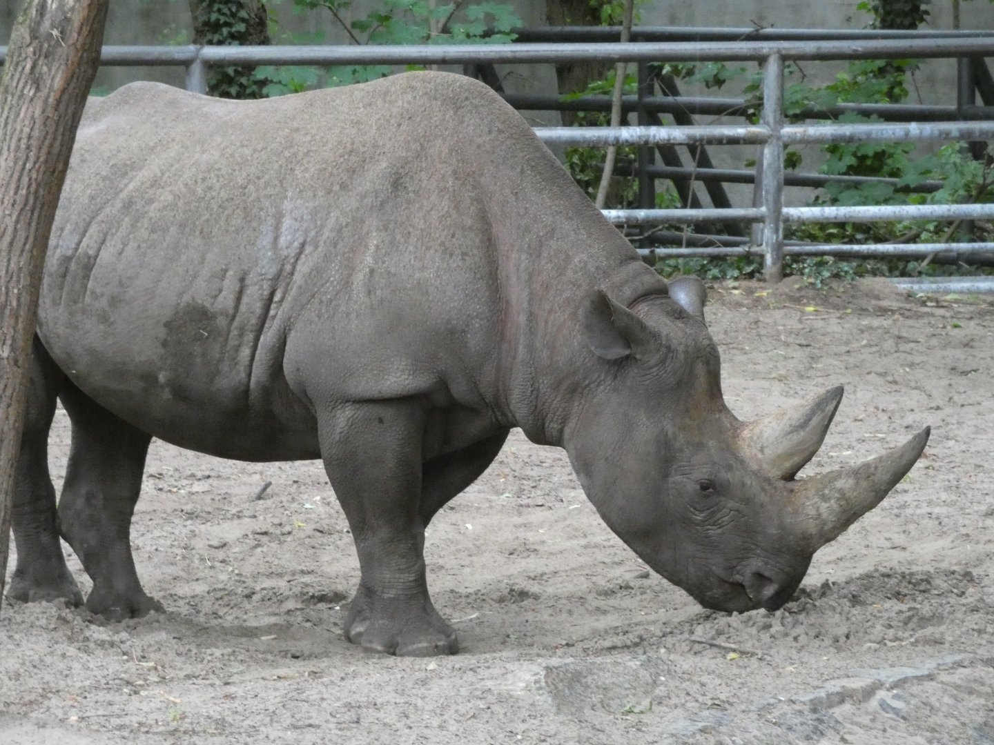 Eastern Black Rhino