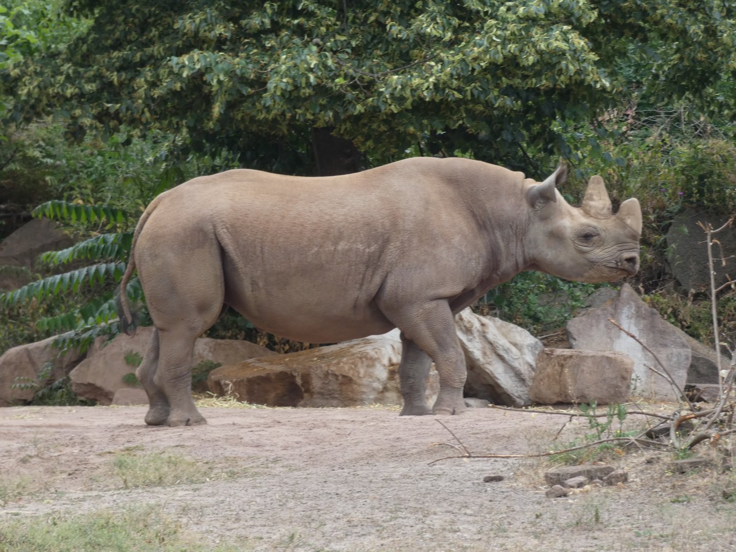Eastern Black Rhino