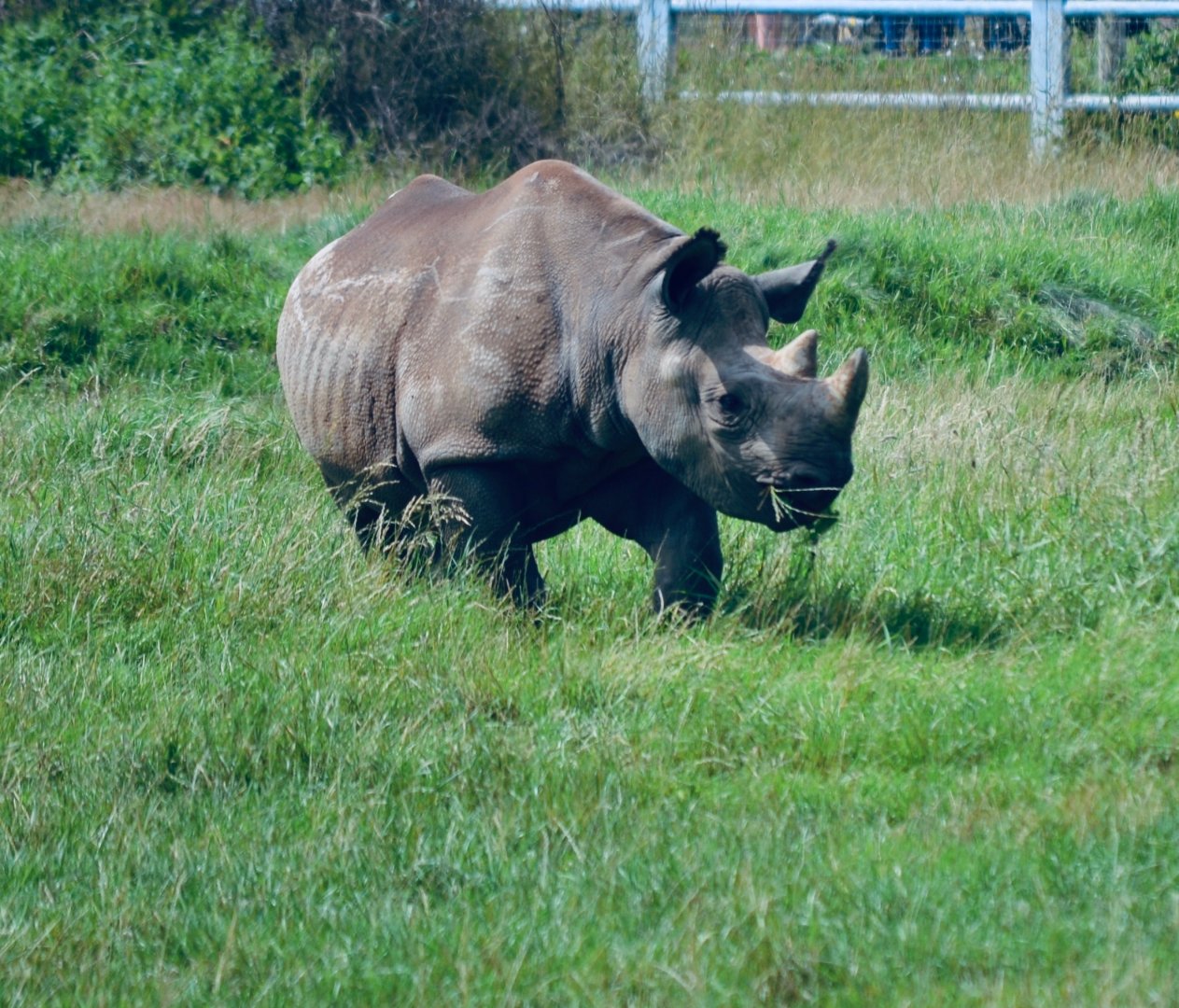 Eastern Black Rhino