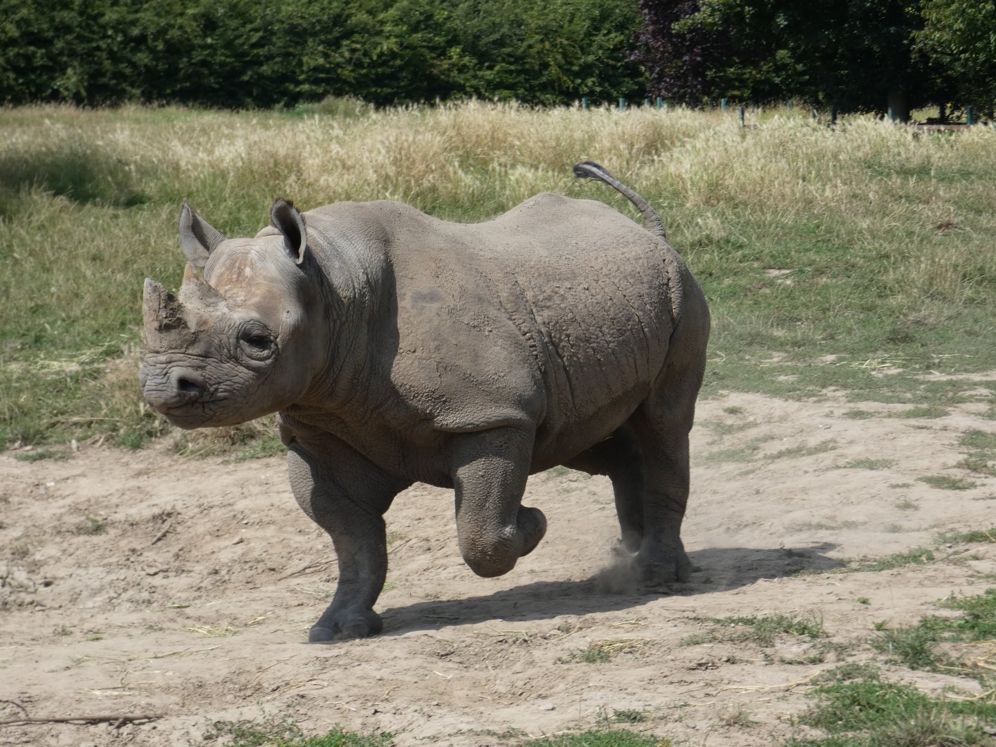 Eastern Black Rhino
