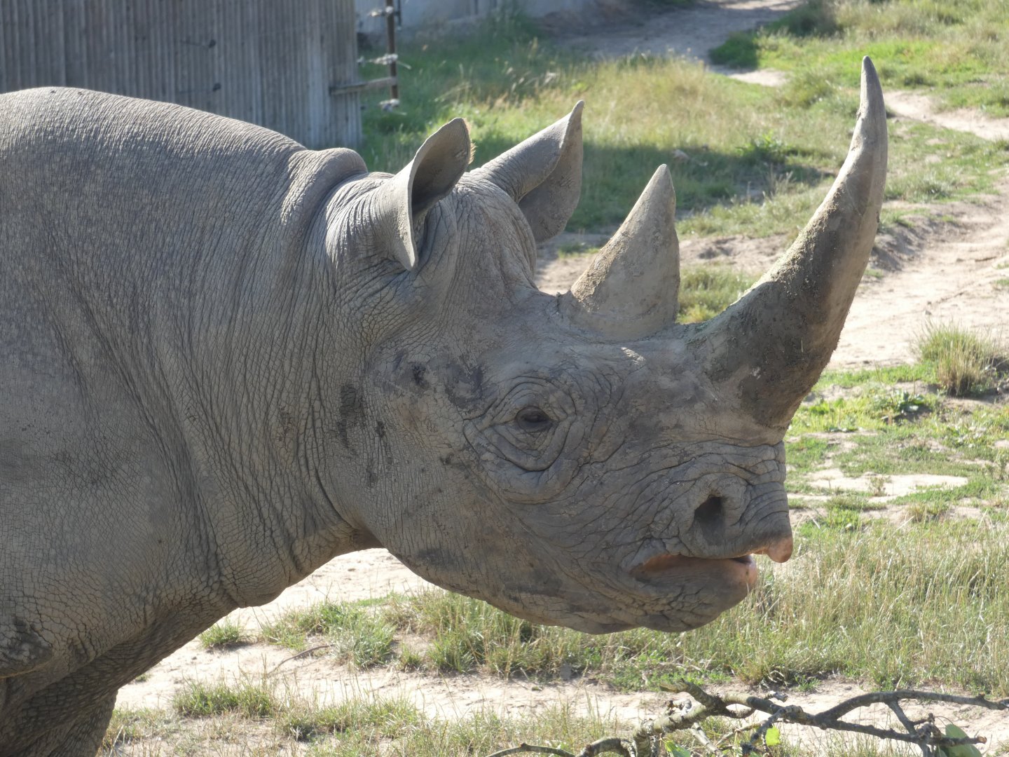 Eastern Black Rhino