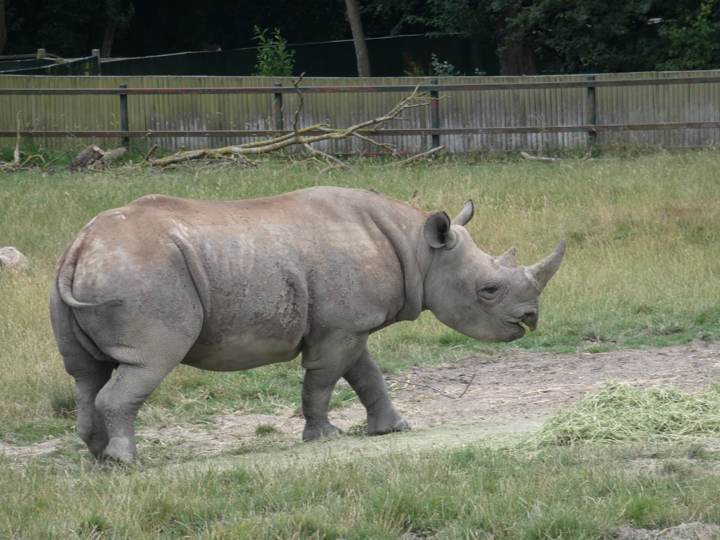 Eastern Black Rhino