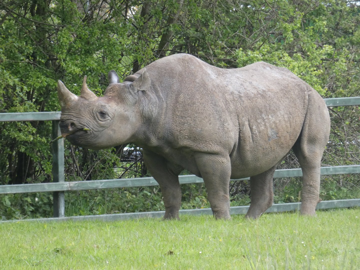 Eastern black rhino