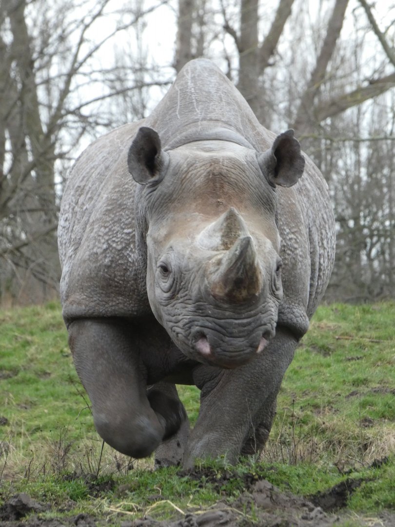 Eastern black rhino