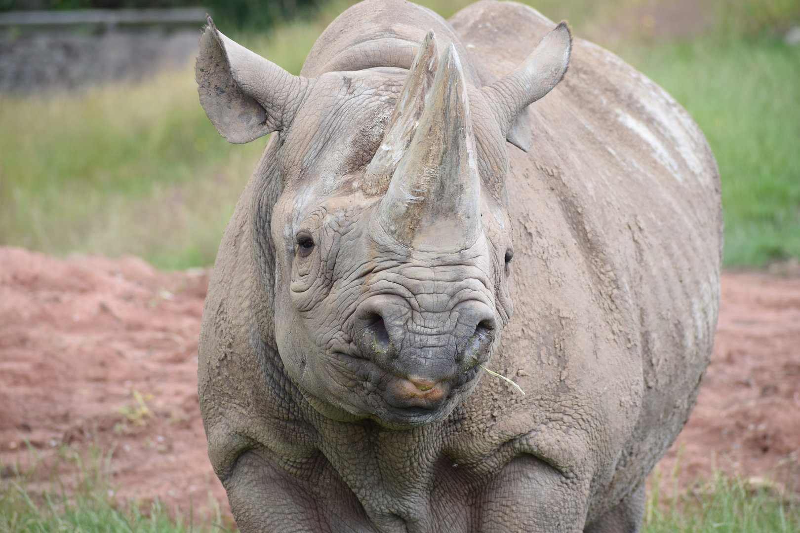 Eastern black rhino
