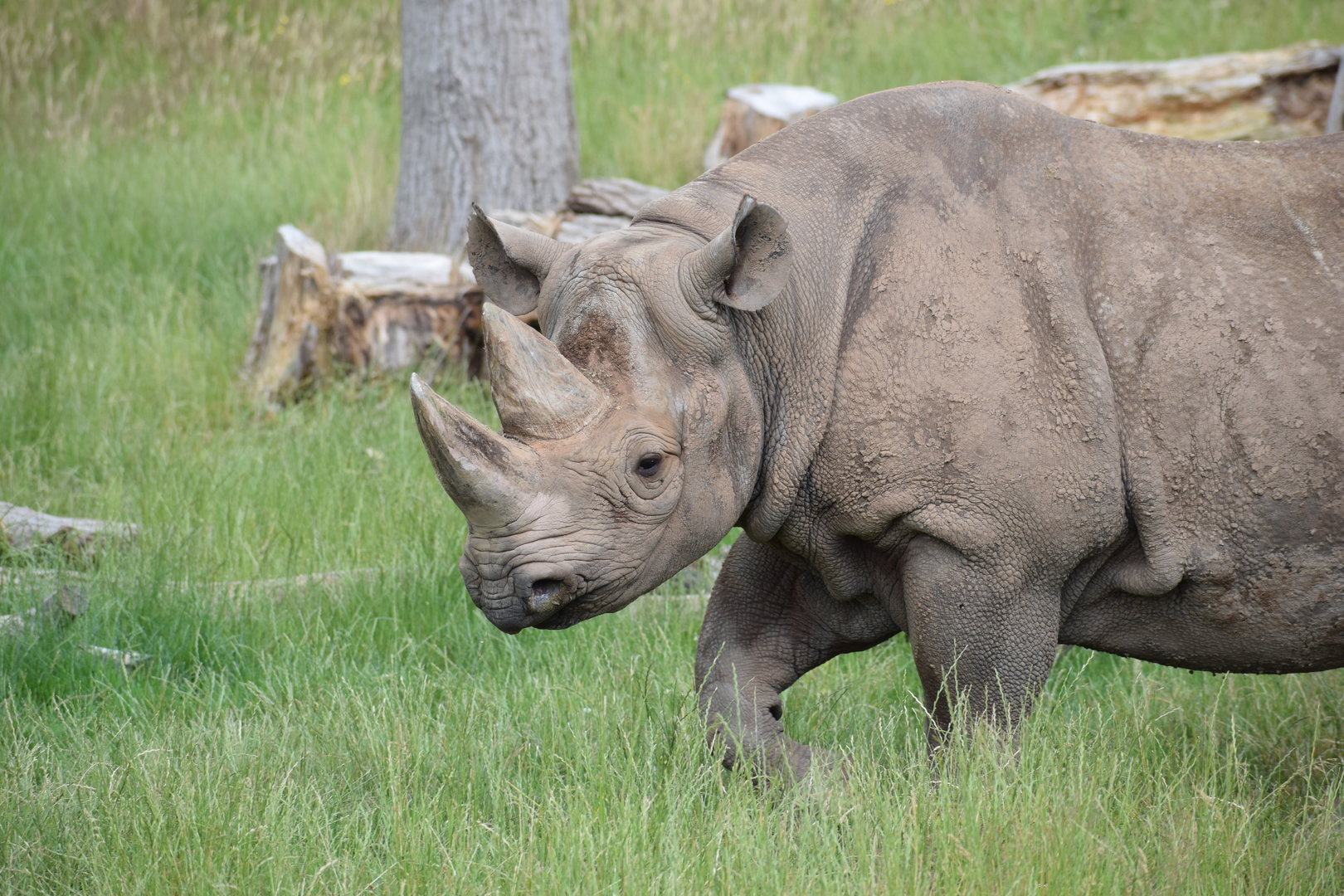 Eastern black rhino