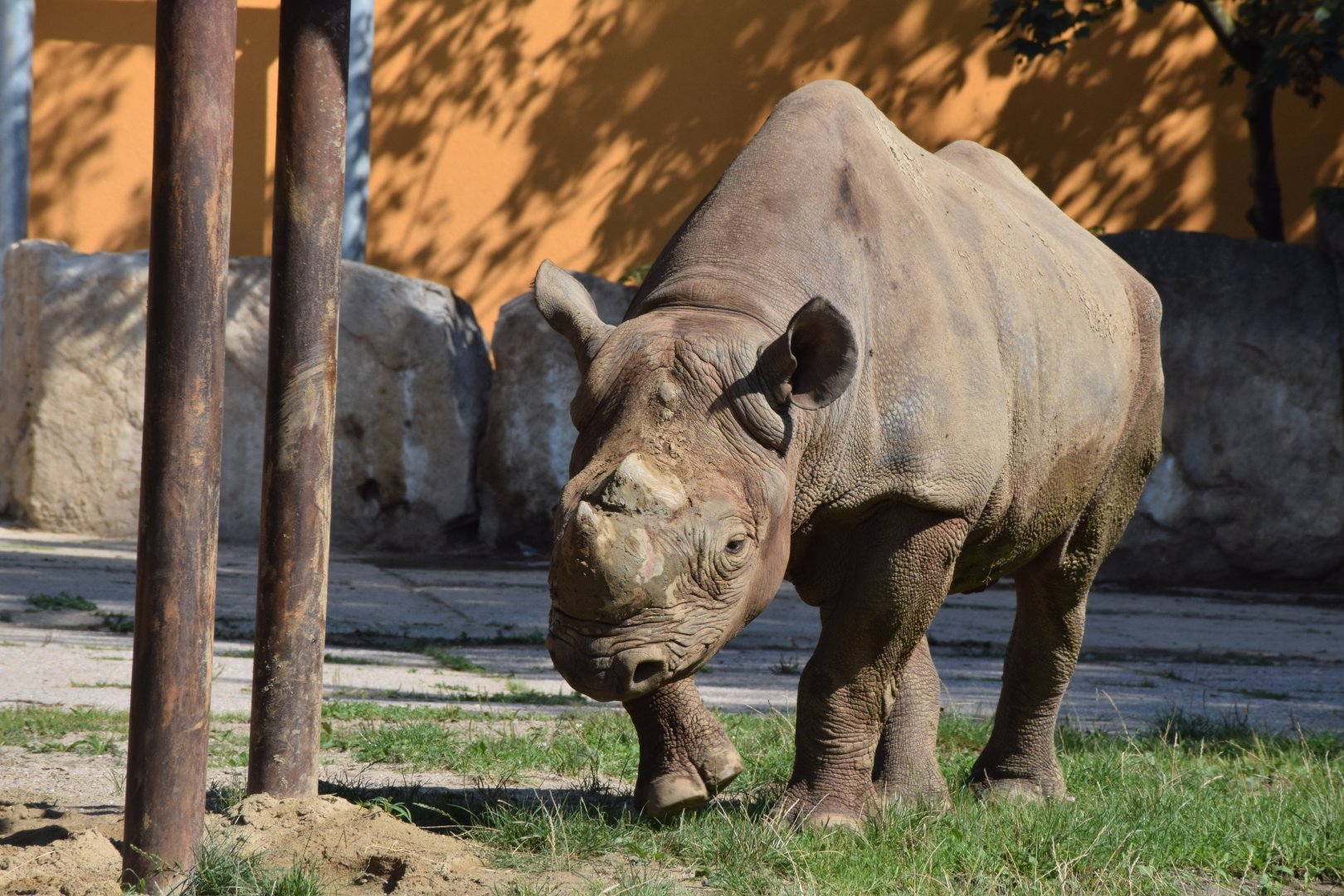 Eastern black rhino