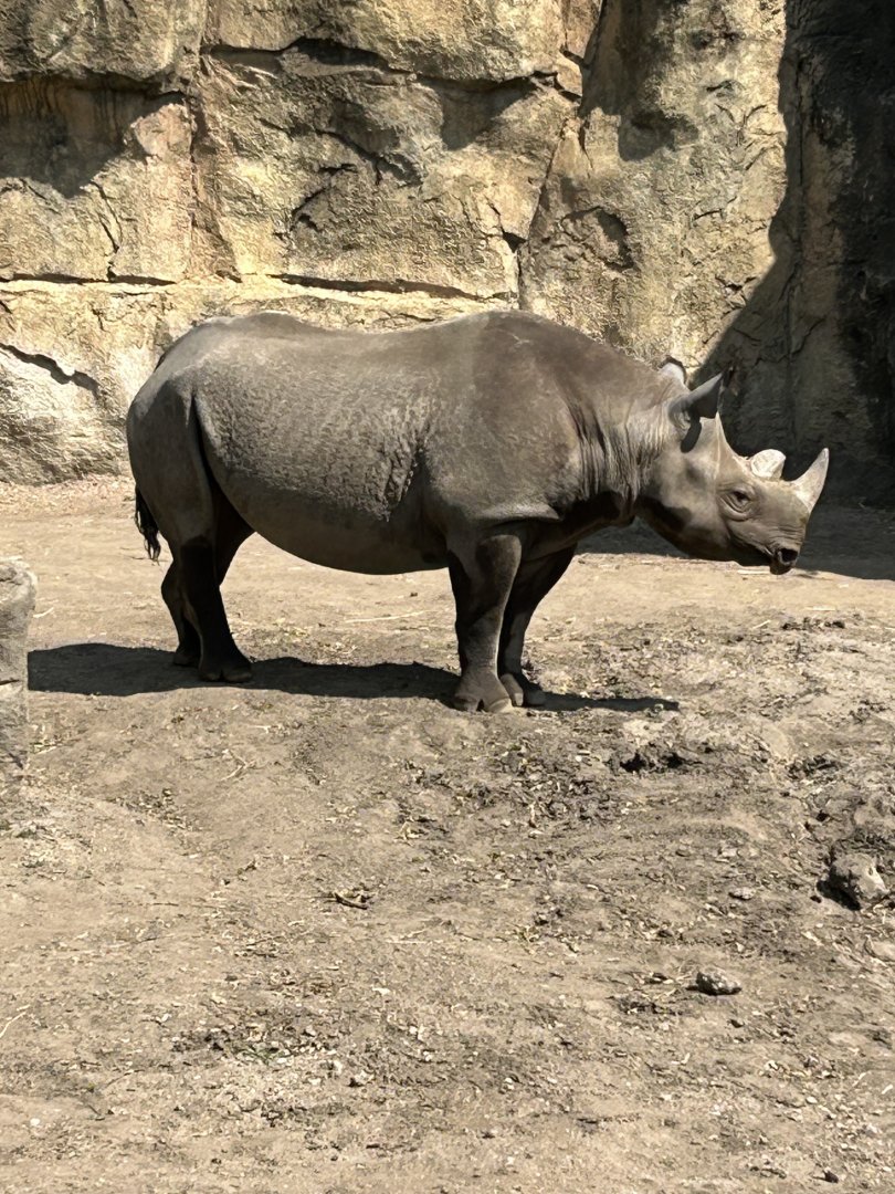 Eastern black rhino