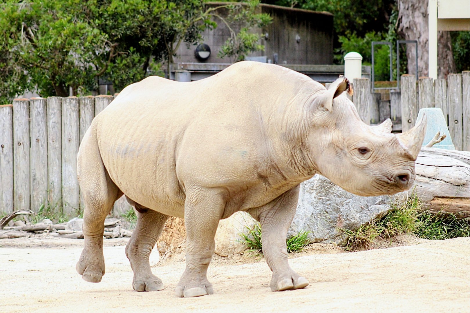 Eastern Black Rhinoceros (05/25/2022)