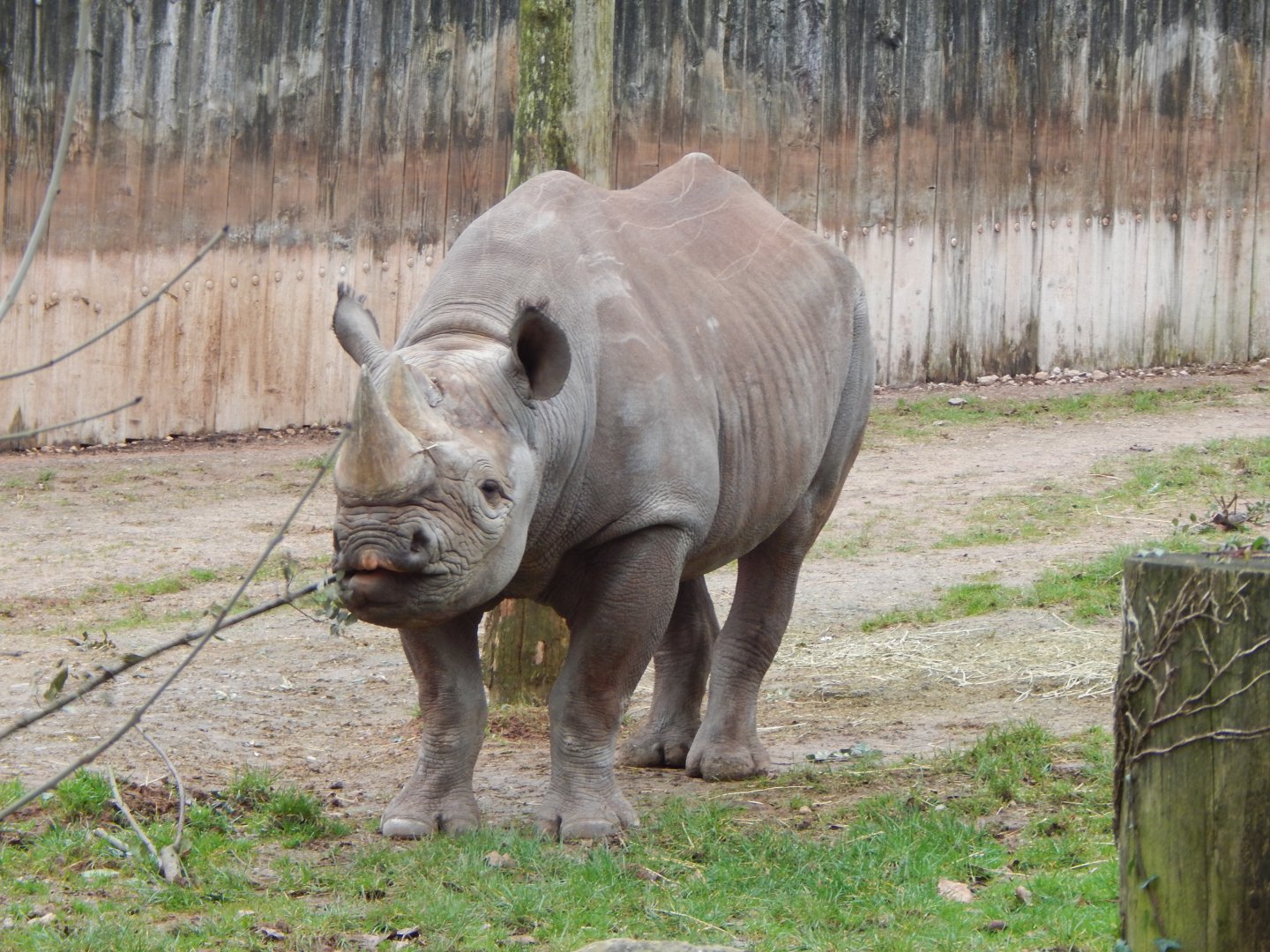 Eastern black rhinoceros 050224
