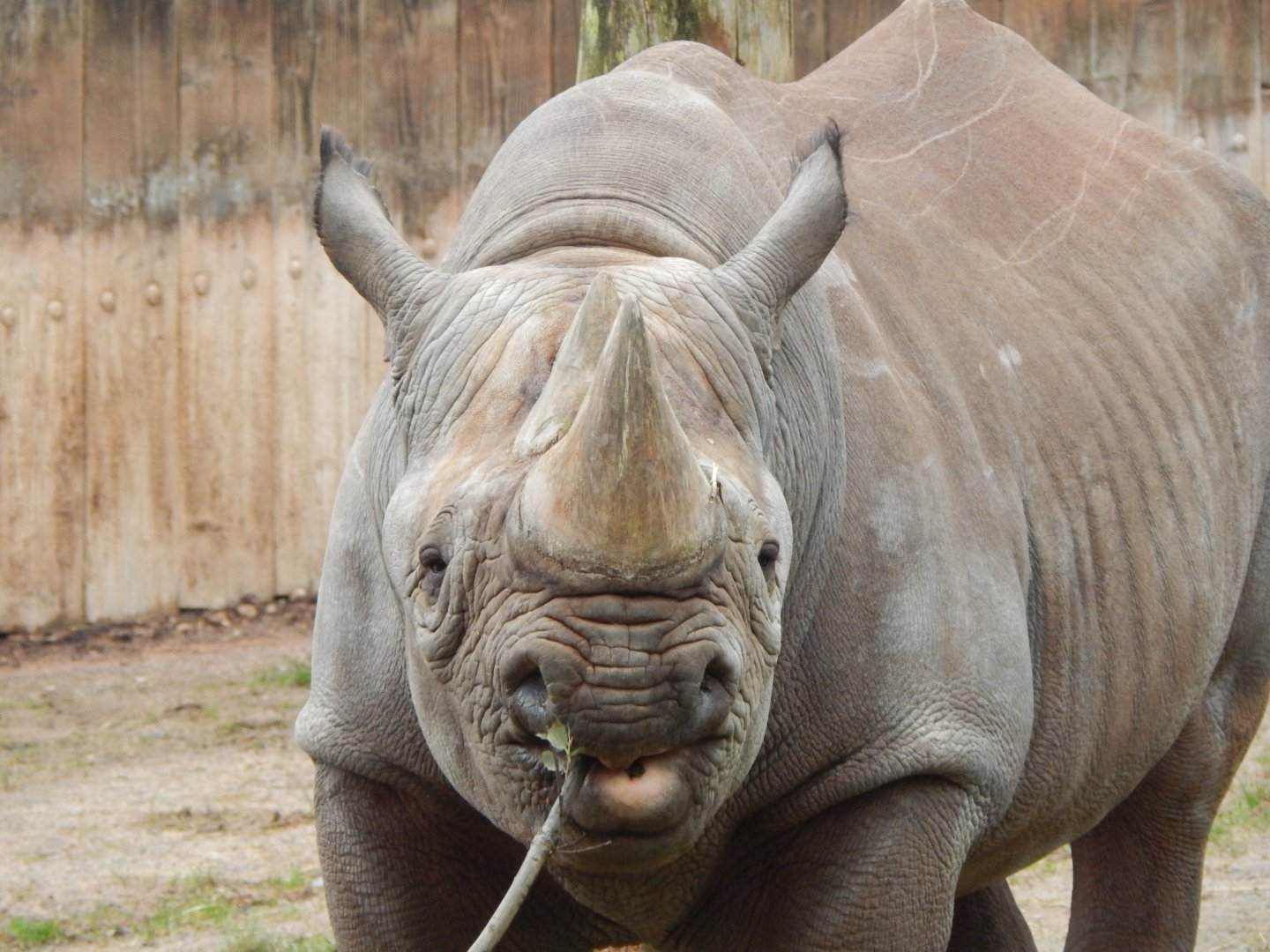Eastern black rhinoceros 050224