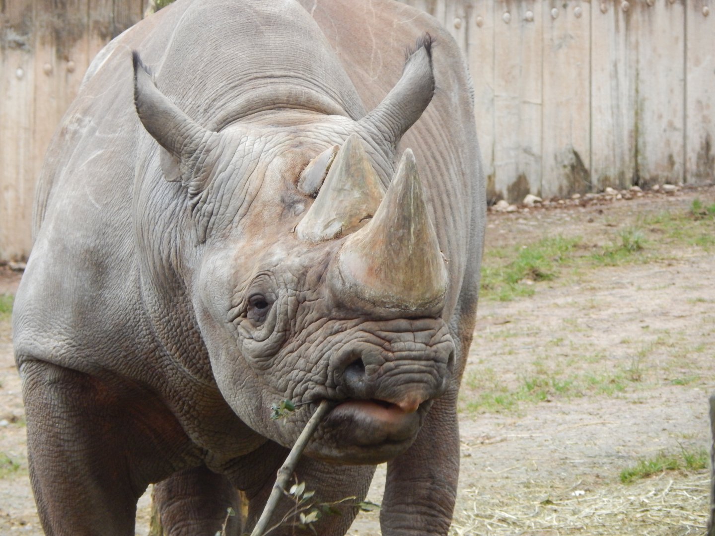 Eastern black rhinoceros 050224