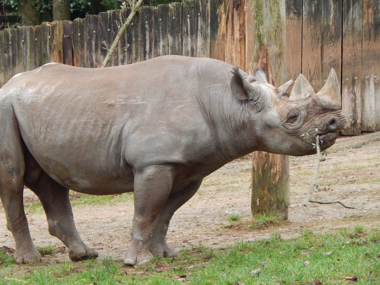 Eastern black rhinoceros 050224