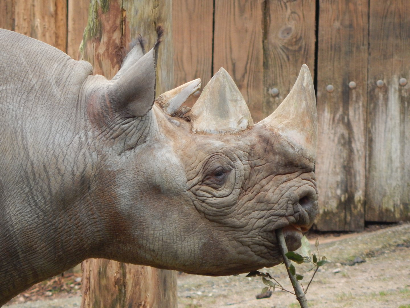 Eastern black rhinoceros 050224