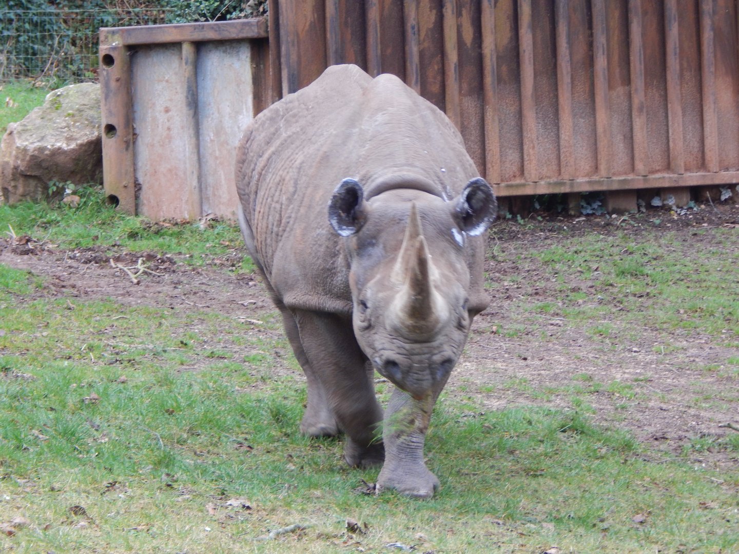 Eastern black rhinoceros 050224