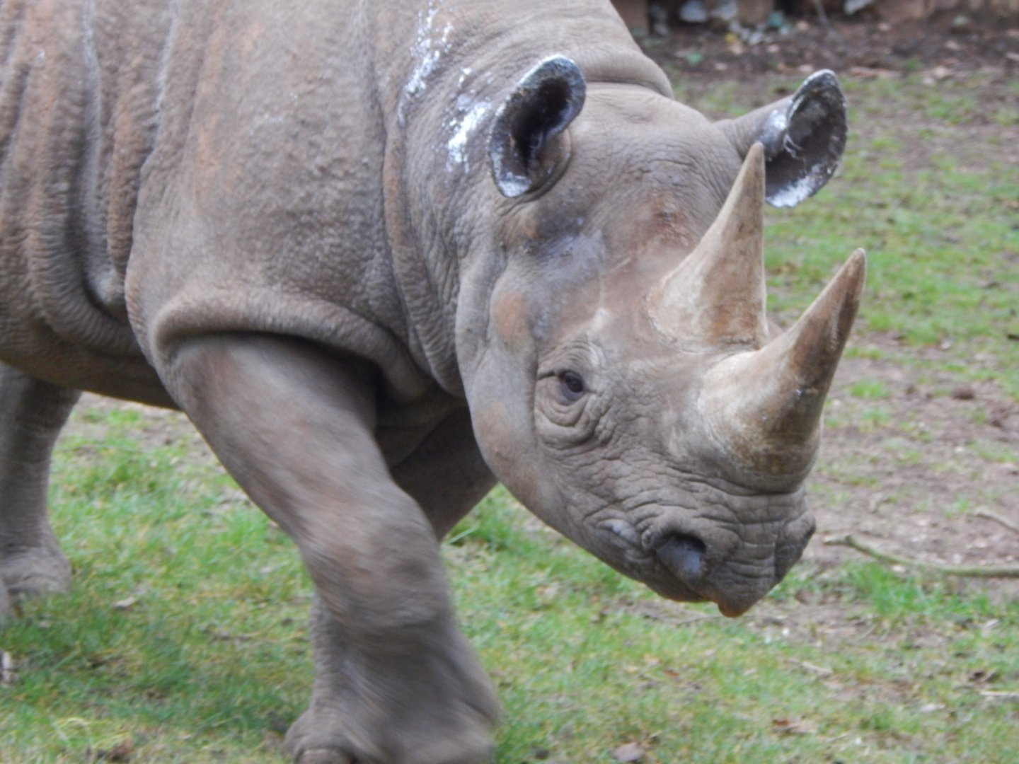 Eastern black rhinoceros 050224