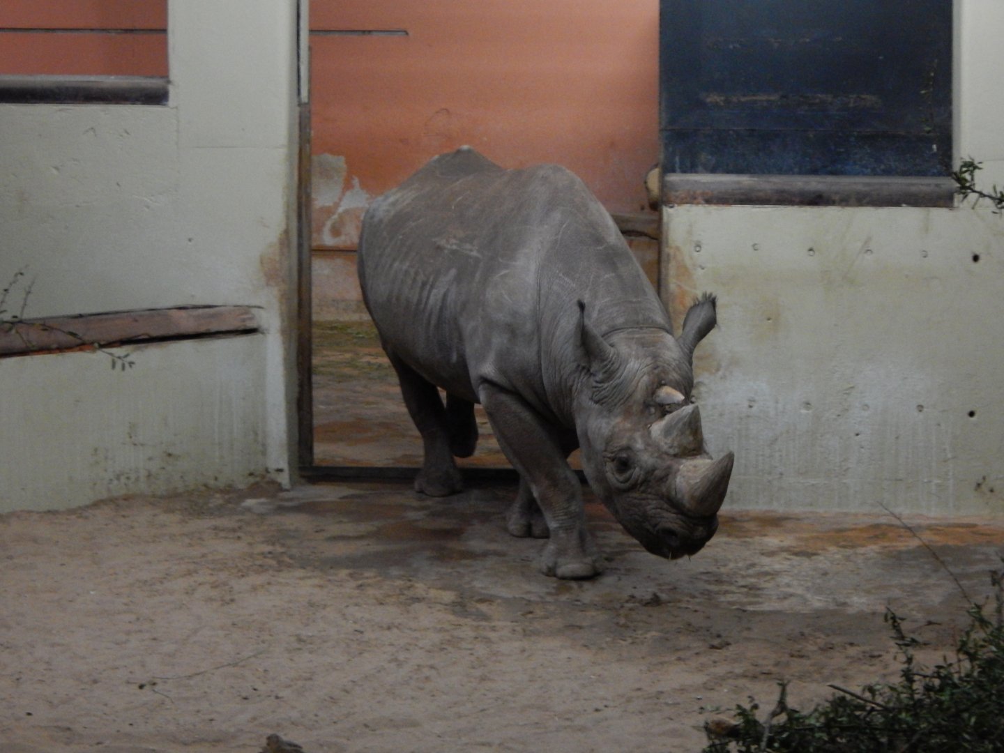 Eastern black rhinoceros 050224