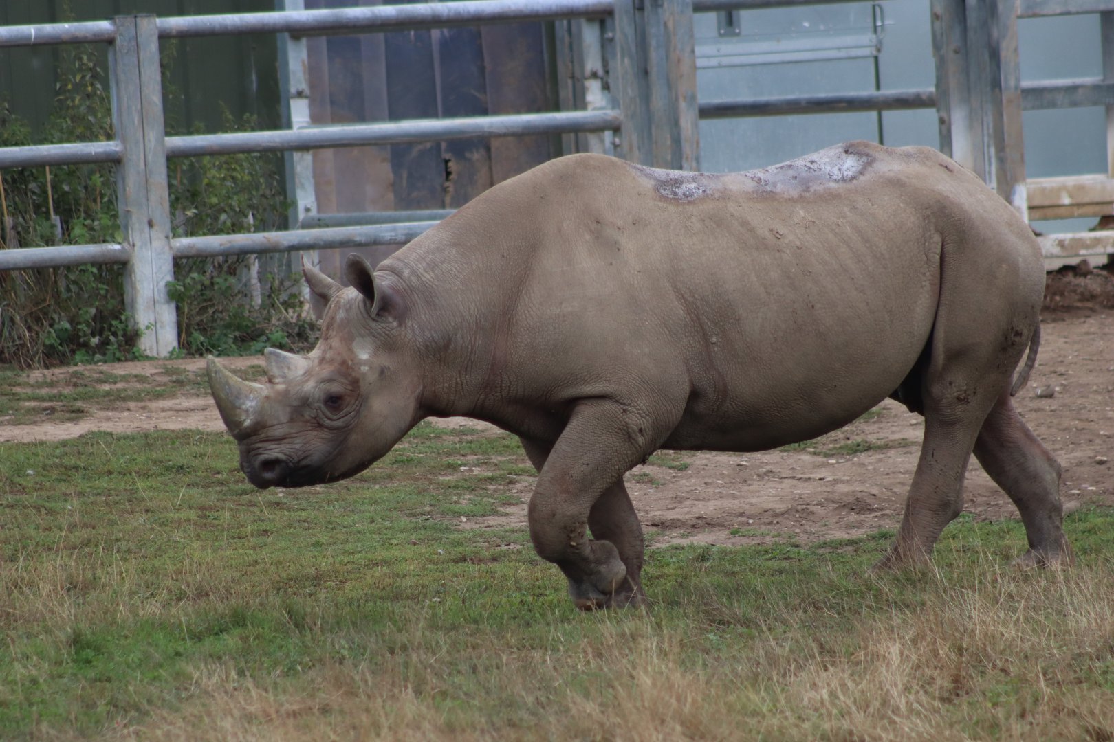 Eastern black rhinoceros - 10 September 2021