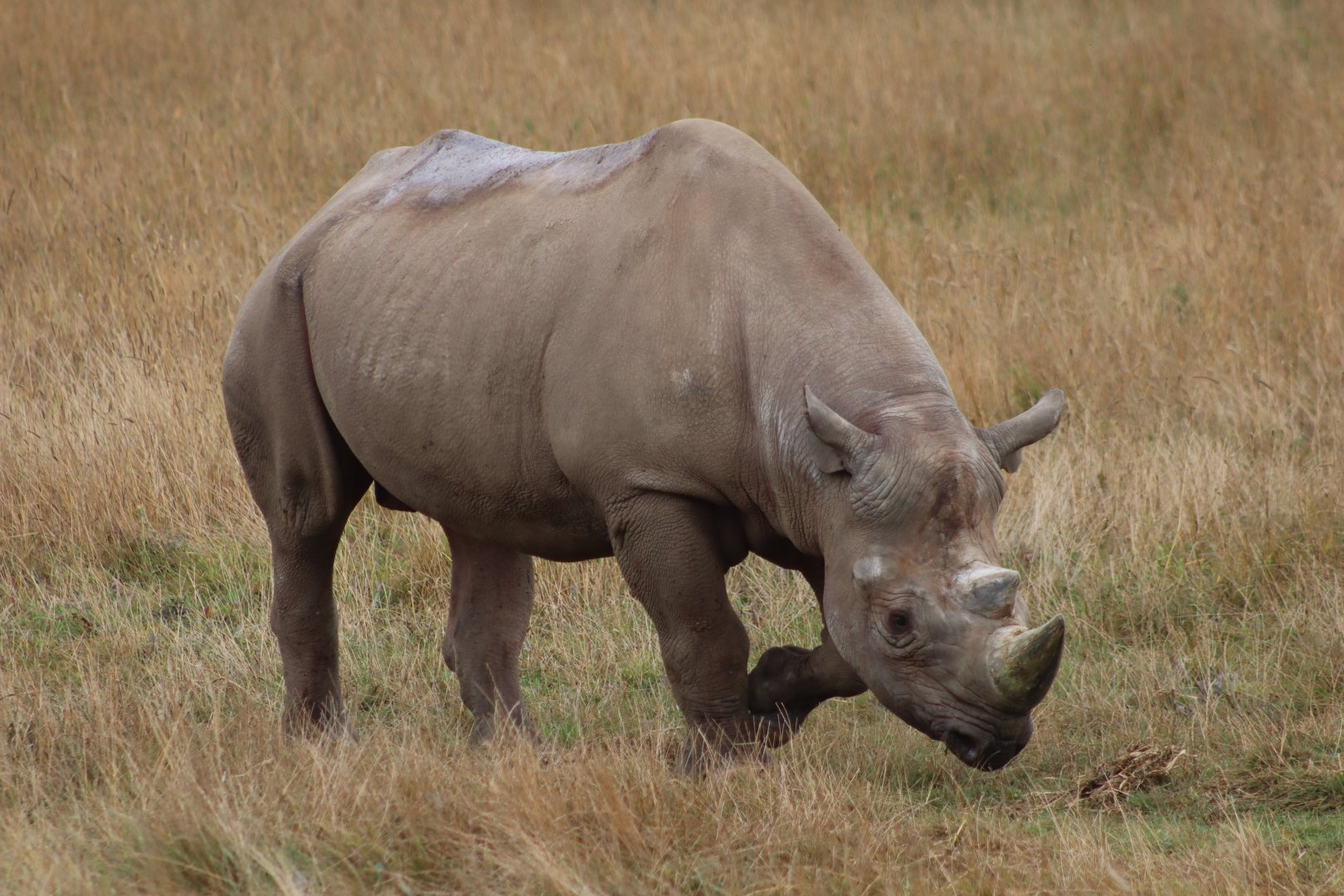 Eastern black rhinoceros - 10 September 2021