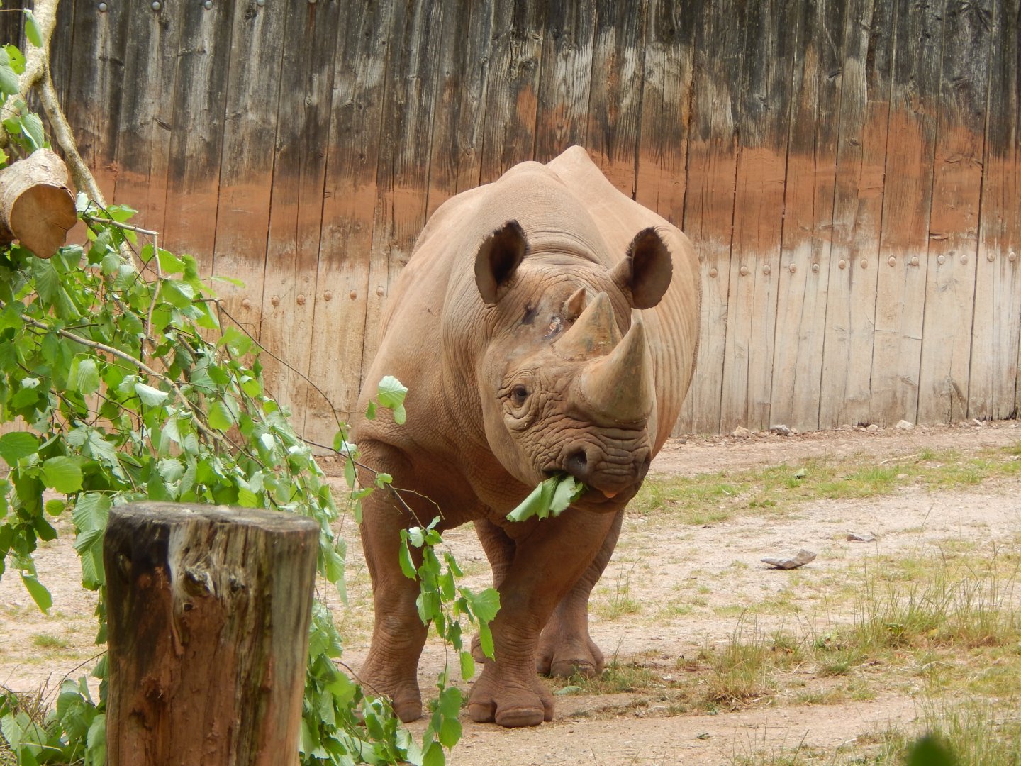 Eastern black rhinoceros 130624