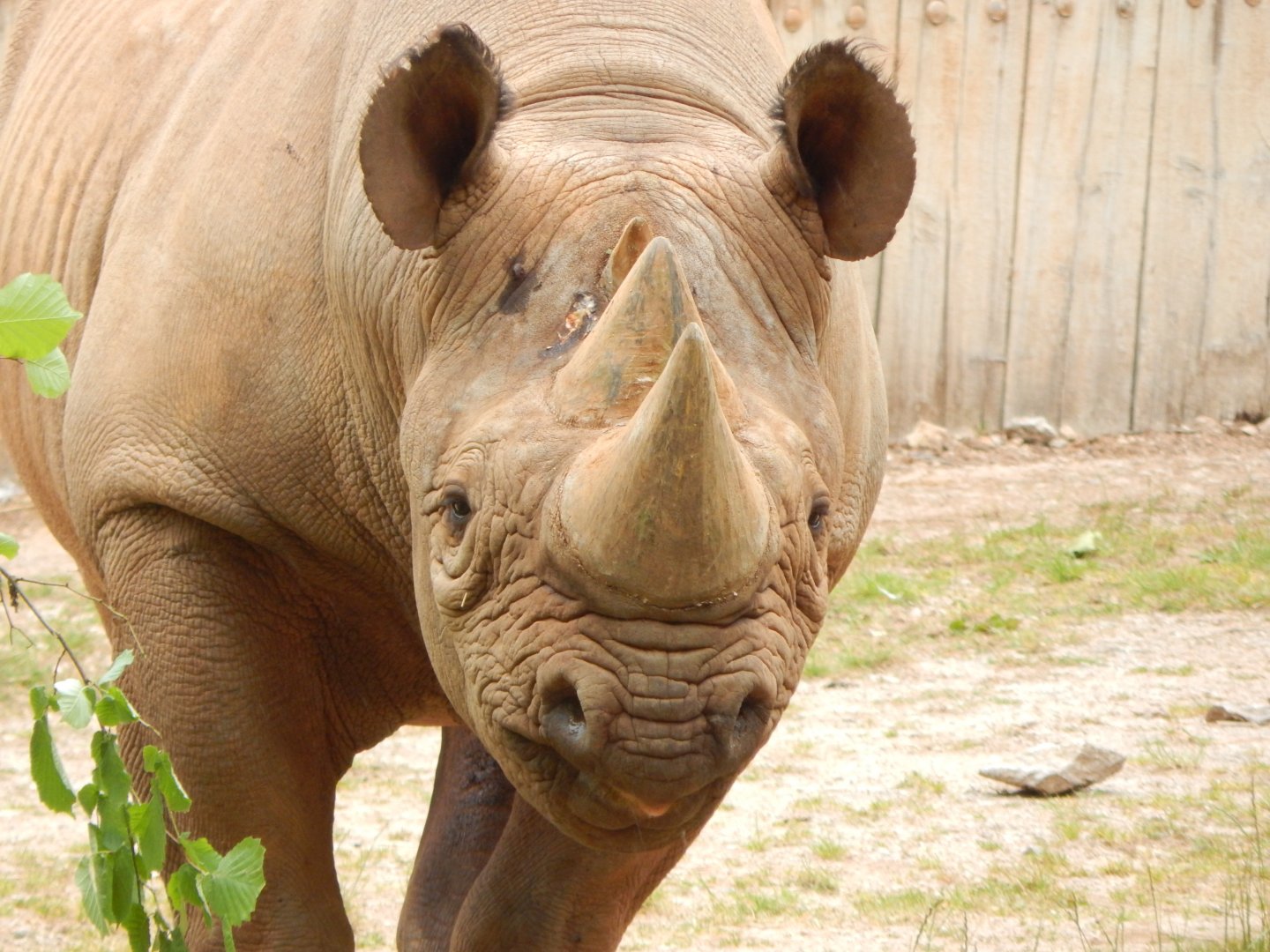Eastern black rhinoceros 130624