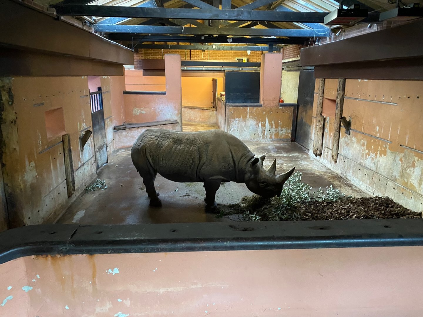 Eastern black rhinoceros 161222
