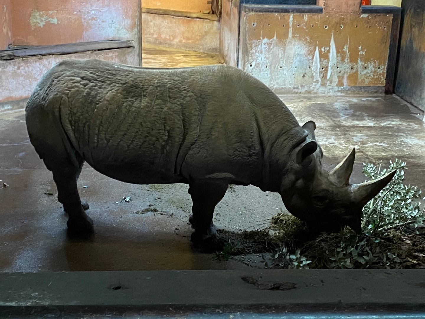 Eastern black rhinoceros 161222