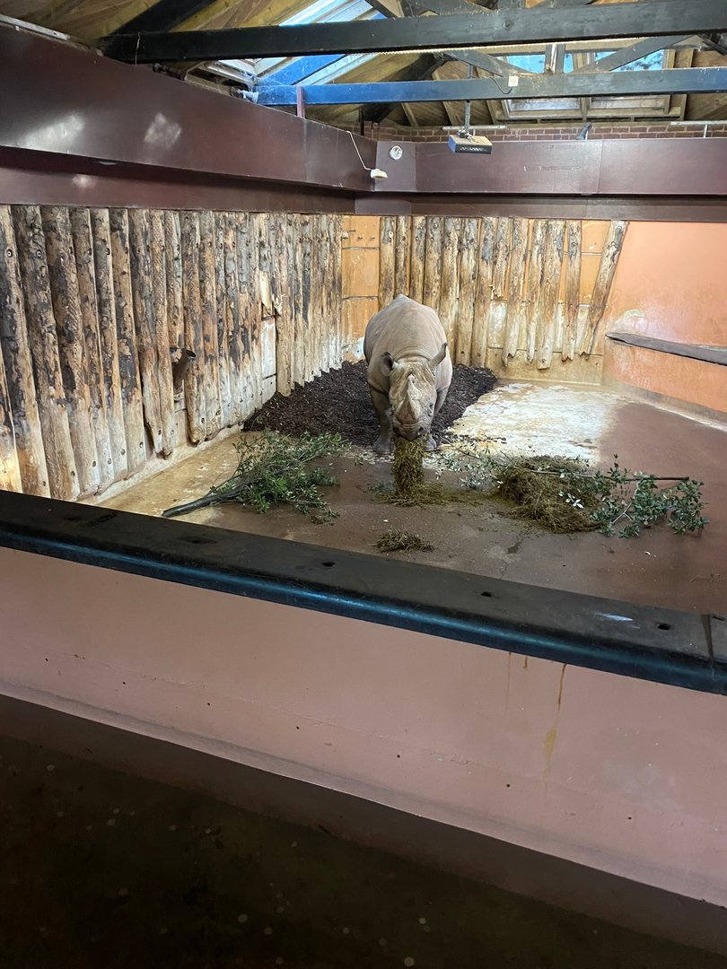 Eastern black rhinoceros 161222