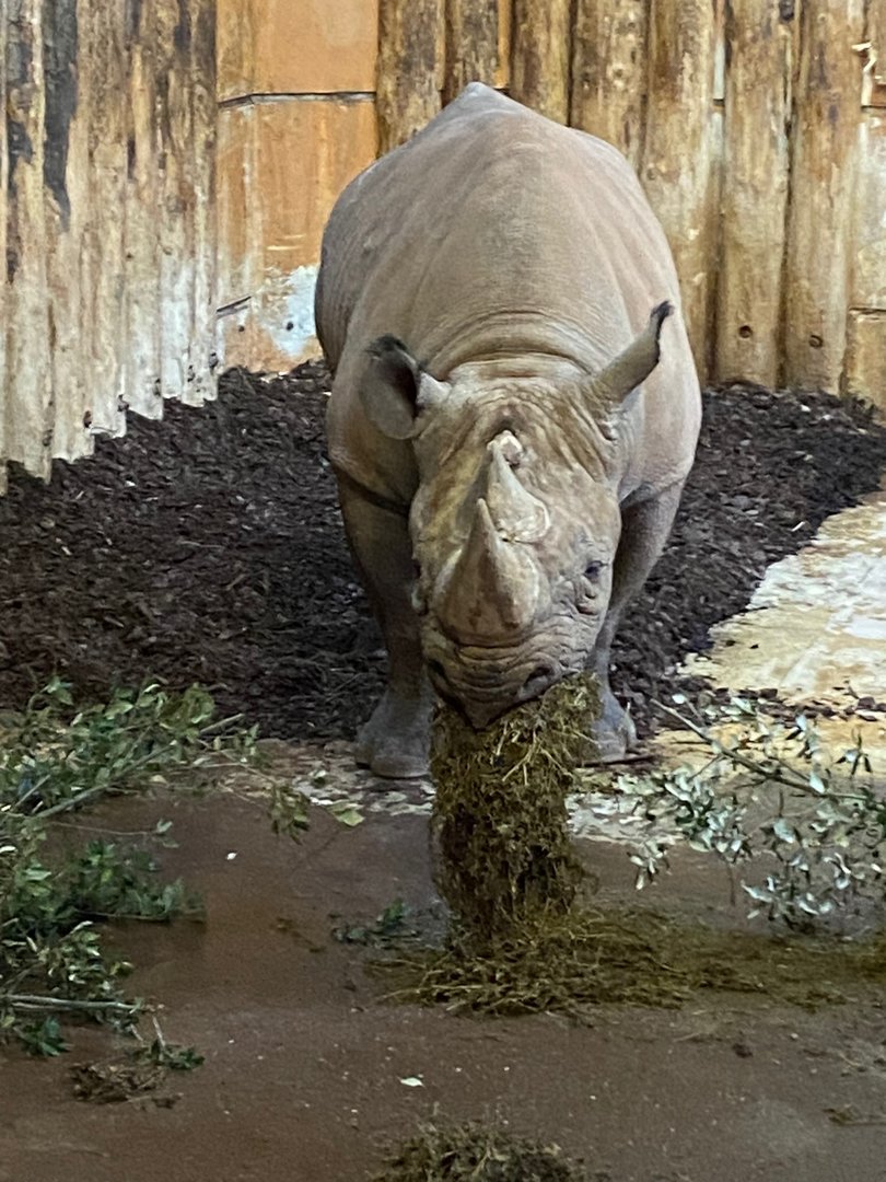 Eastern black rhinoceros 161222