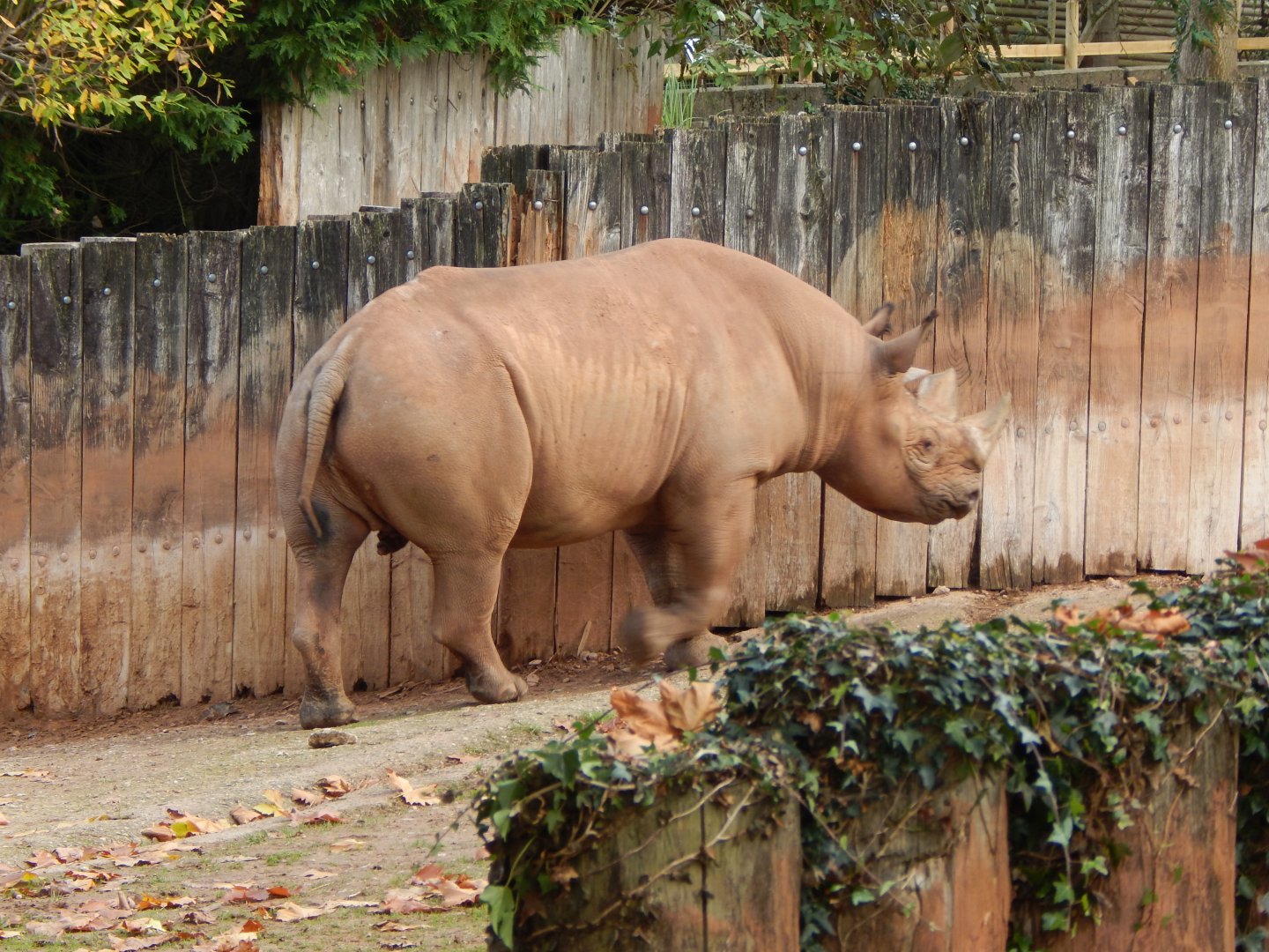Eastern black rhinoceros 201121