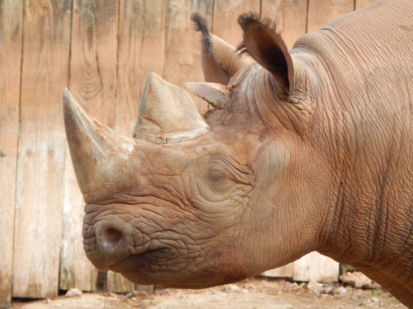 Eastern black rhinoceros 201121
