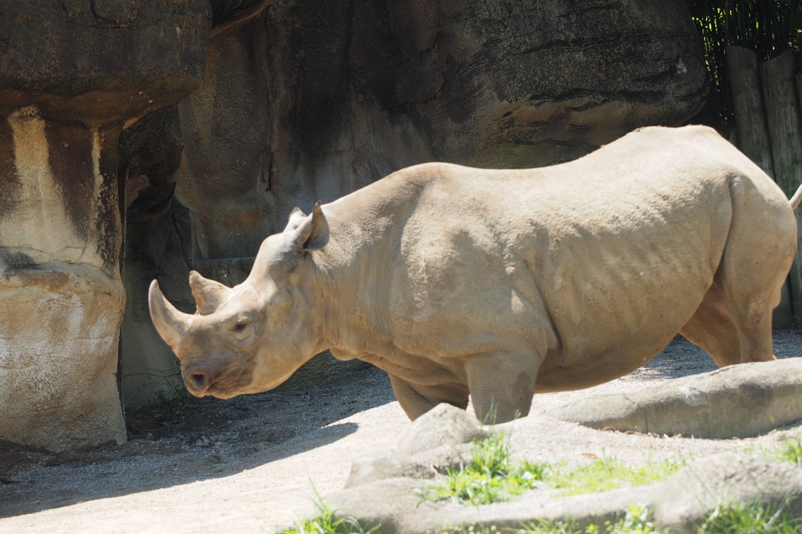 Eastern Black Rhinoceros, 2017