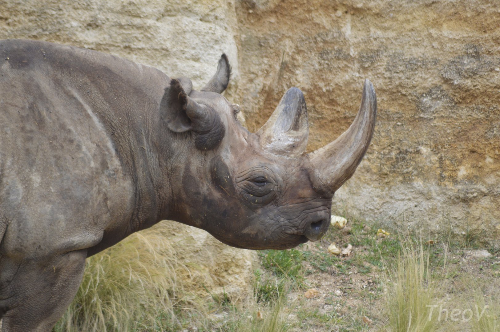 Eastern black rhinoceros [2020]